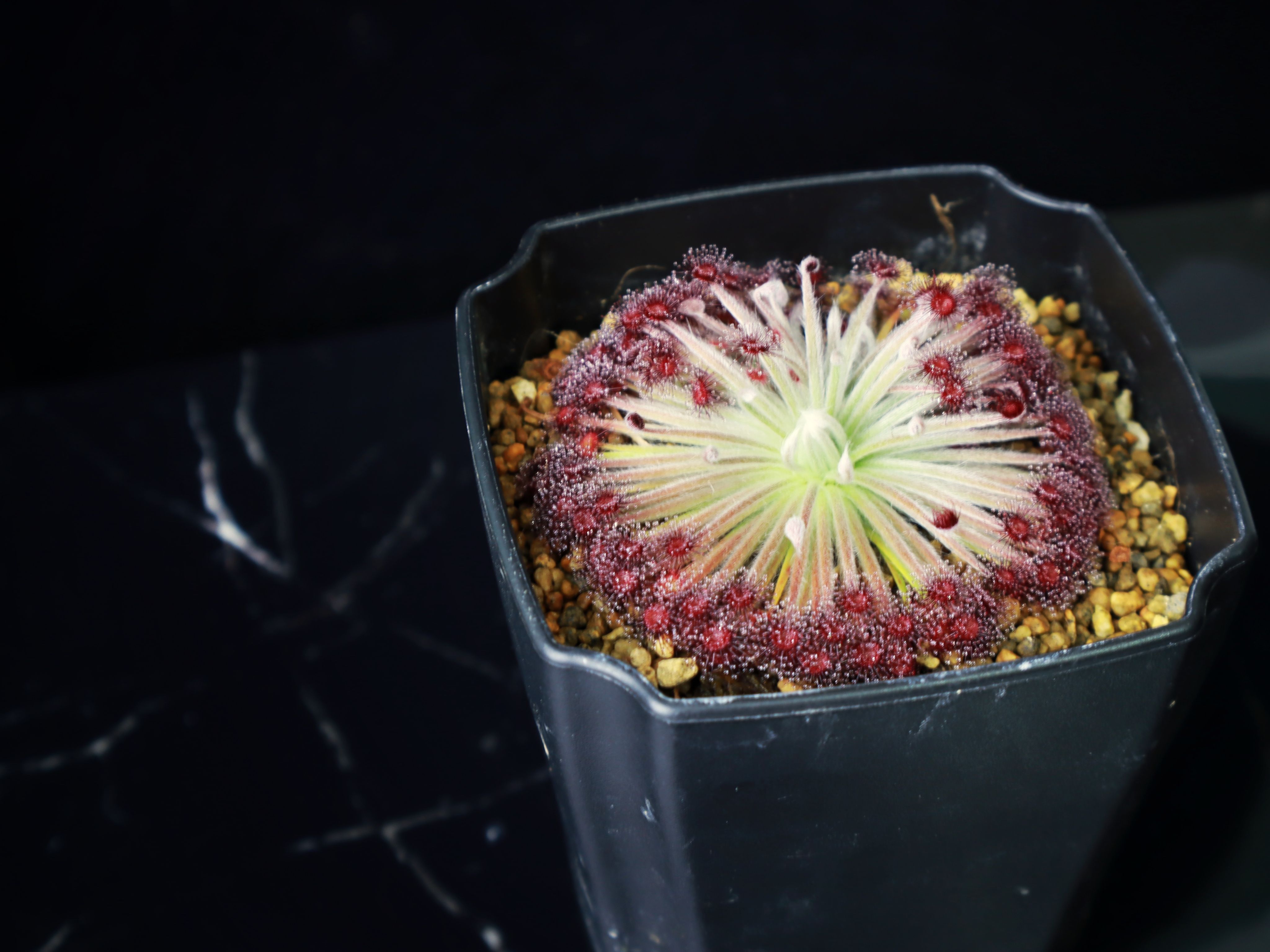 細銀毛氈苔近似種 𝐷. 𝑎𝑓𝑓. 𝑙𝑎𝑛𝑎𝑡𝑎 {Flying Fox Creek， NT.}