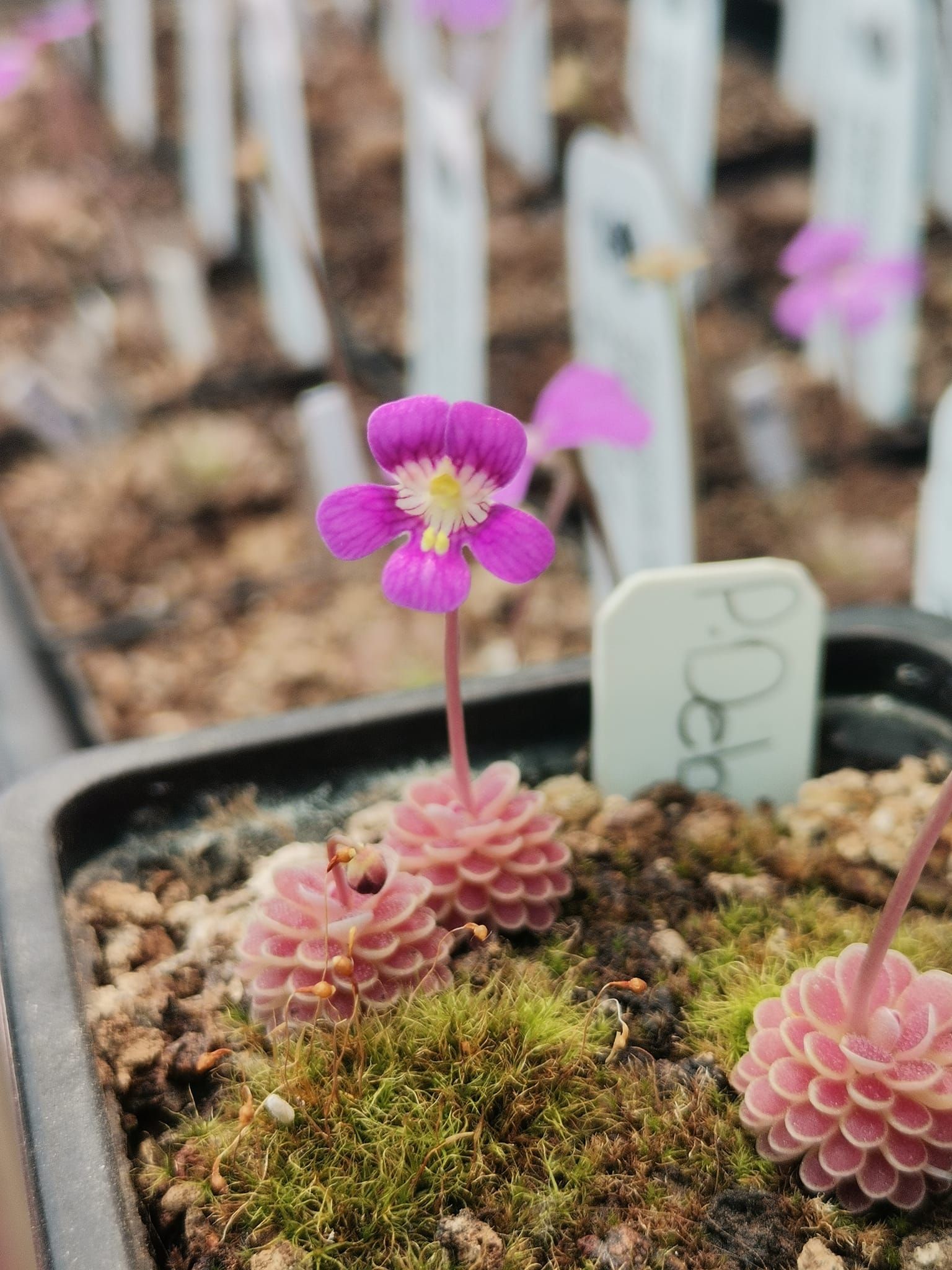 德伯特捕蟲堇’金屬紫’ 𝑃. 𝑑𝑒𝑏𝑏𝑒𝑟𝑡𝑖𝑎𝑛𝑎 ’Metallic Purple’