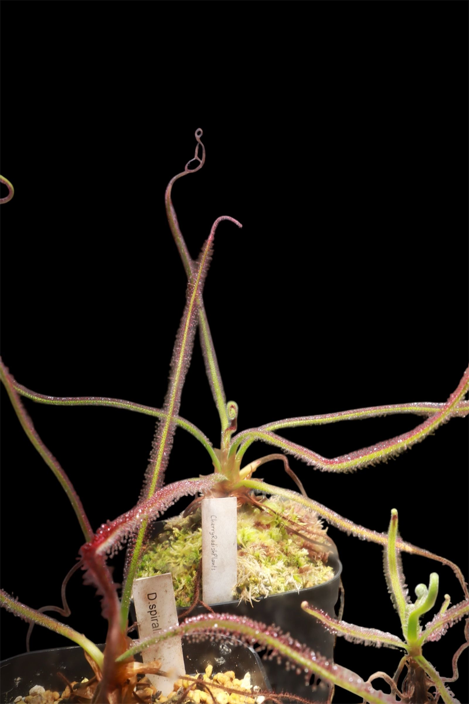 漩渦毛氈苔𝐷𝑟𝑜𝑠𝑒𝑟𝑎 𝑠𝑝𝑖𝑟𝑎𝑙𝑖𝑠{Bocaiuva， Minas Gerais}