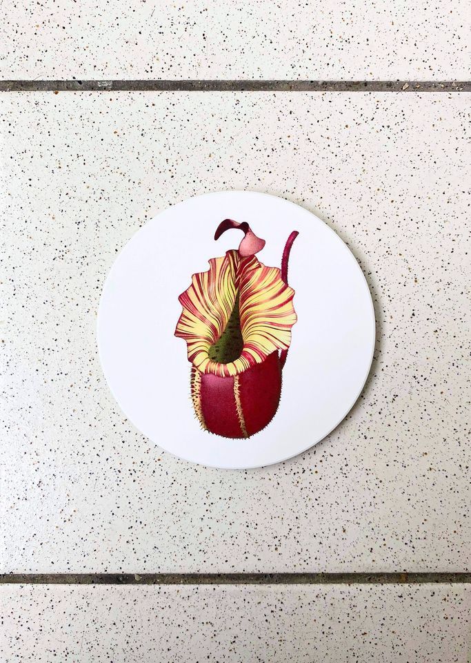 N. veitchii 維奇豬籠草周邊商品-吊飾＆杯墊