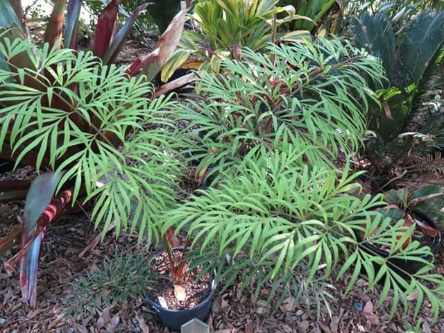 德保蘇鐵 𝐶𝑦𝑐𝑎𝑠 𝑑𝑒𝑏𝑎𝑜𝑒𝑛𝑠𝑖𝑠