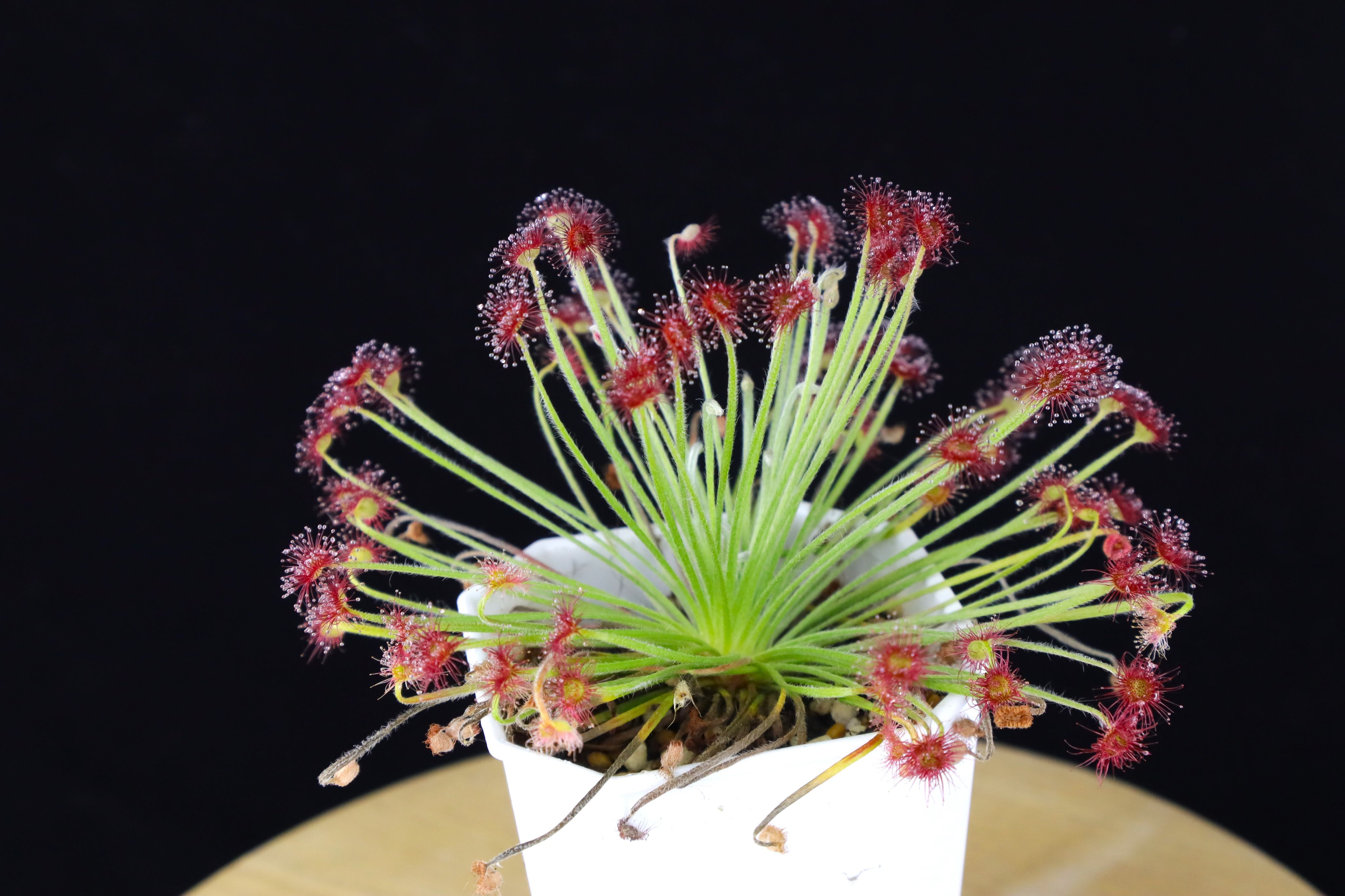 細銀交有柄毛氈苔 Drosera lanata x petiolaris