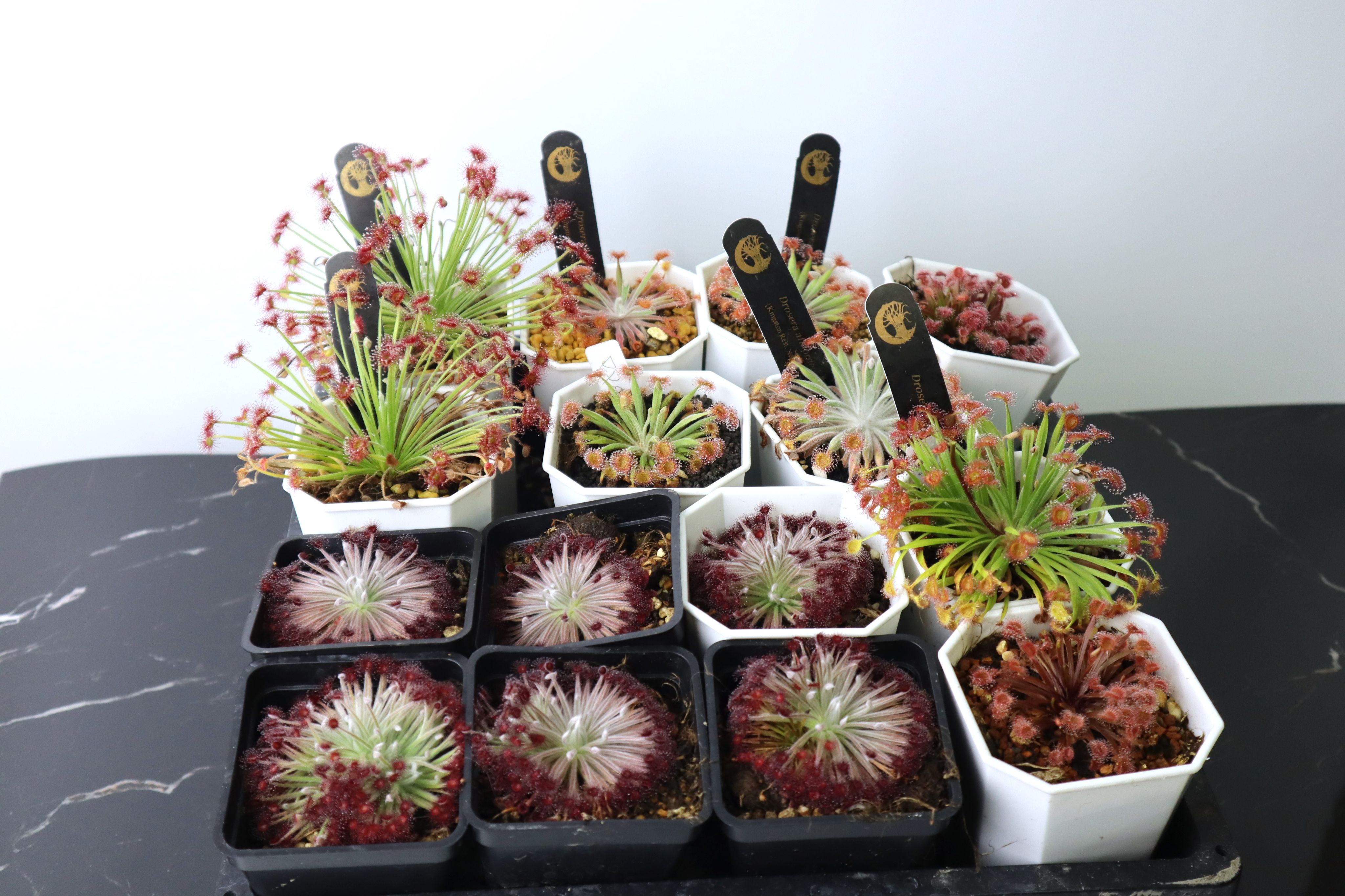 北領地毛氈苔雜交種 Drosera petiolaris complex hybrid