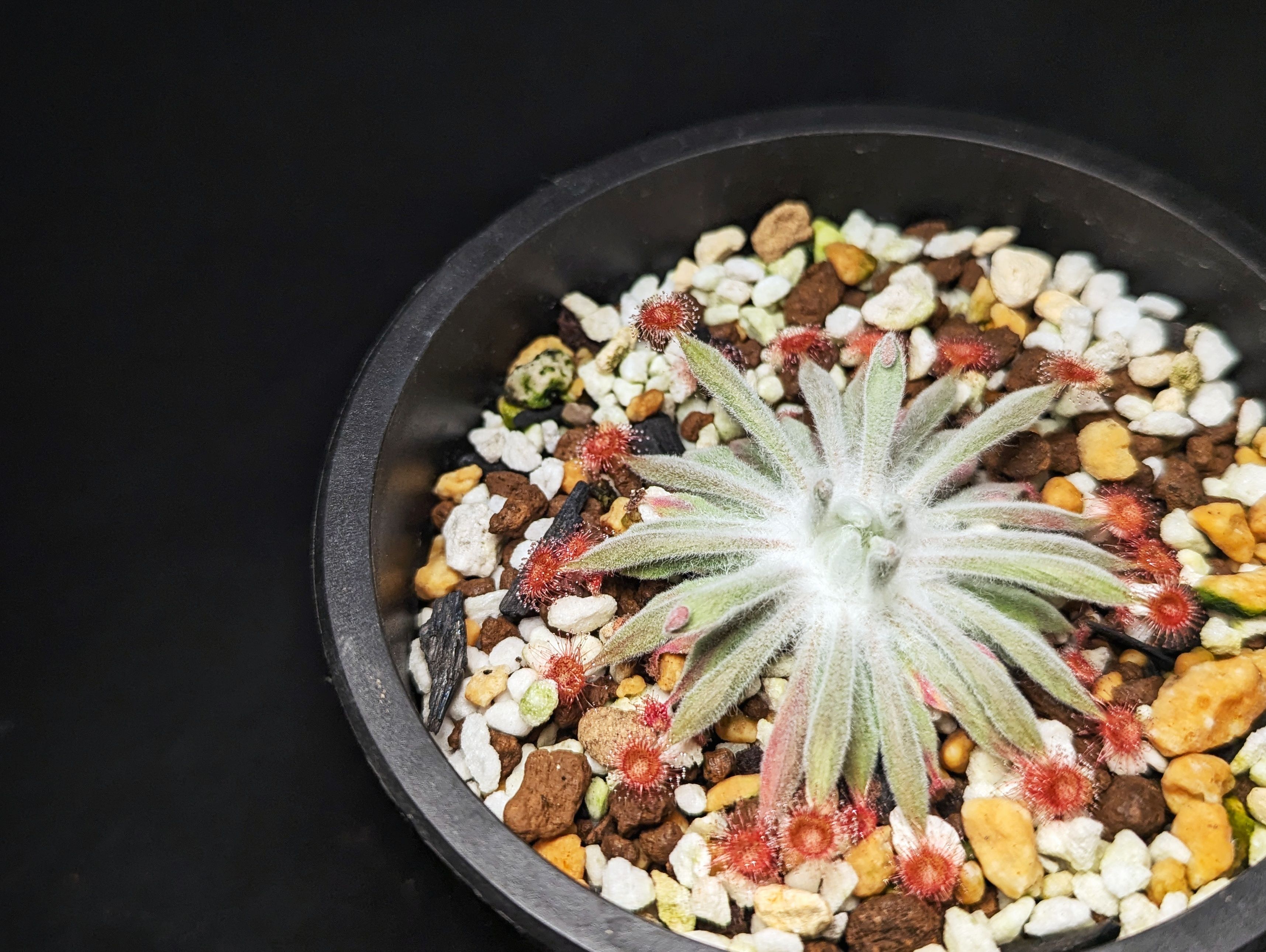 寬銀毛氈苔近似種 𝐷. 𝑎𝑓𝑓. 𝑜𝑟𝑑𝑒𝑛𝑠𝑖𝑠