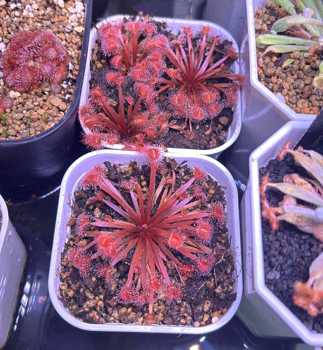 寬柄毛氈苔 𝐷𝑟𝑜𝑠𝑒𝑟𝑎 𝑑𝑖𝑙𝑎𝑡𝑎𝑡𝑜𝑝𝑒𝑡𝑖𝑜𝑙𝑎𝑟𝑖𝑠