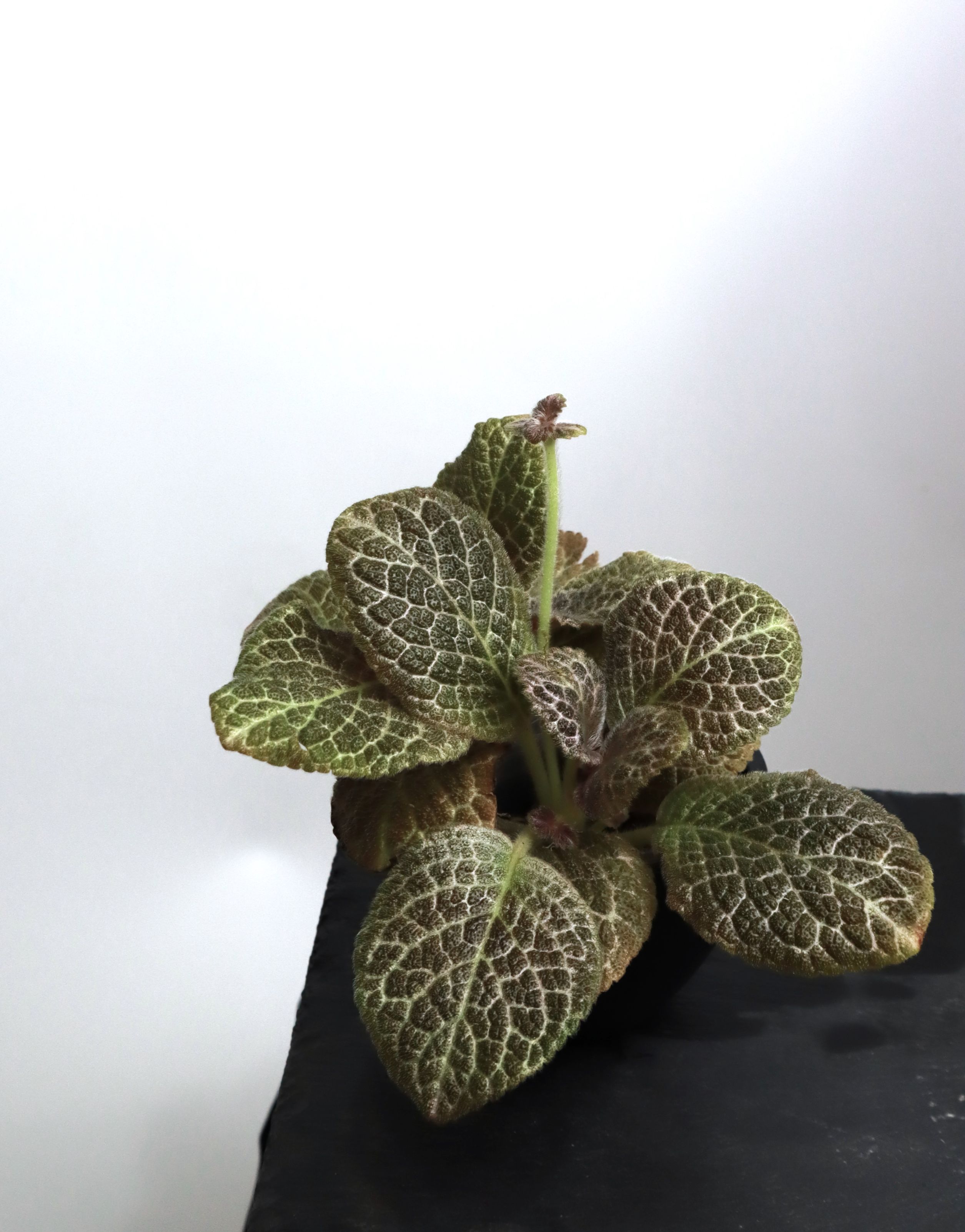 喜蔭花 BY4 𝐸𝑝𝑖𝑠𝑐𝑖𝑎 ’BY4’（大葉/黑底銀網）