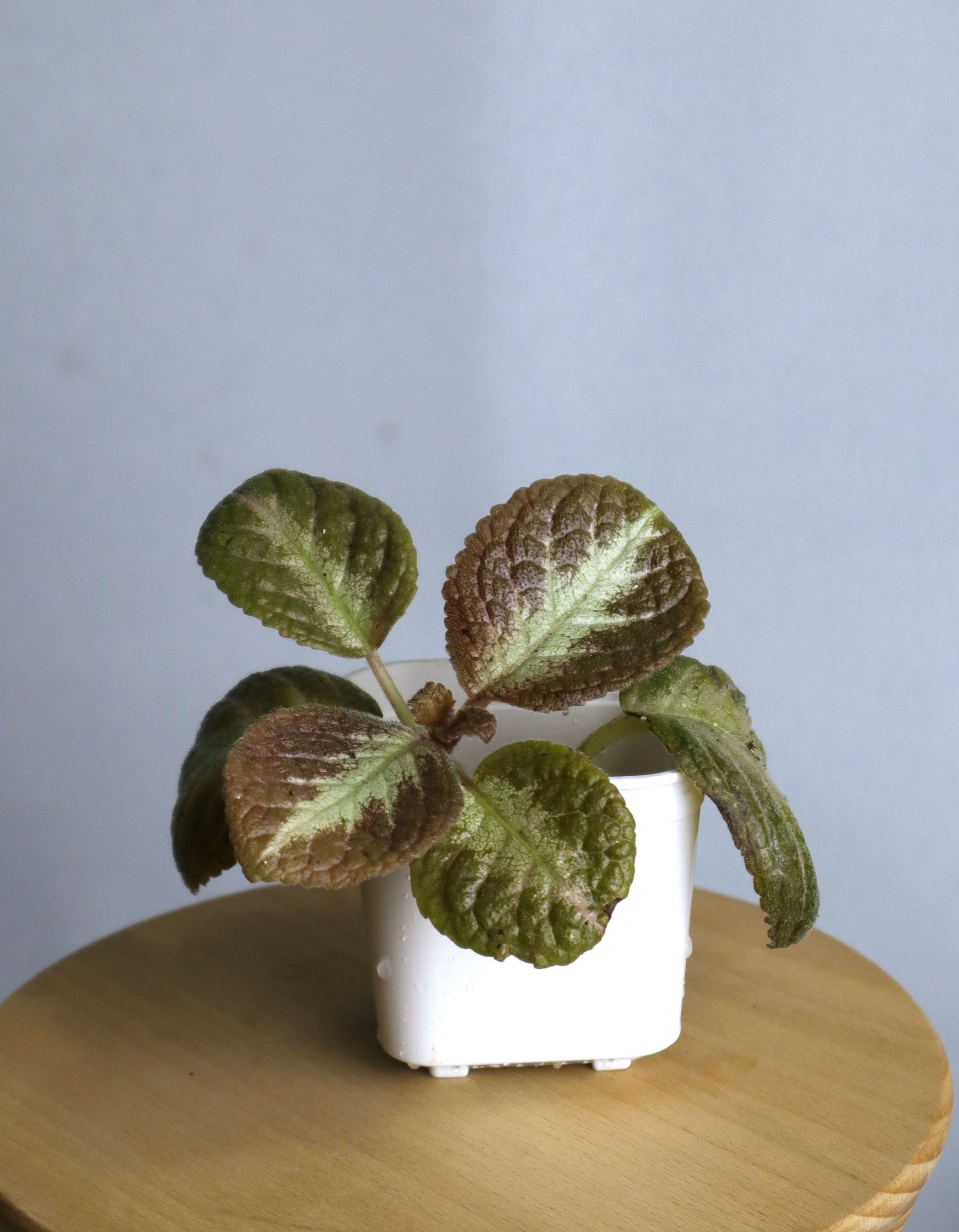 喜蔭花 菲力綠 𝐸𝑝𝑖𝑠𝑐𝑖𝑎 ’Filigree’ （大葉/粗中脈）