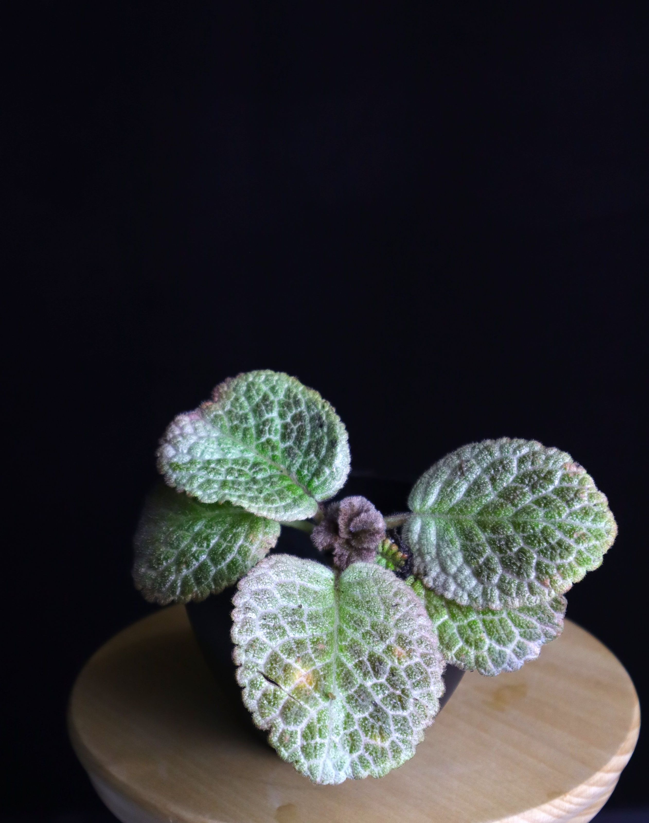 喜蔭花 老虎 𝐸𝑝𝑖𝑠𝑐𝑖𝑎 ’Tiger Stripe’ （紅花/網紋）