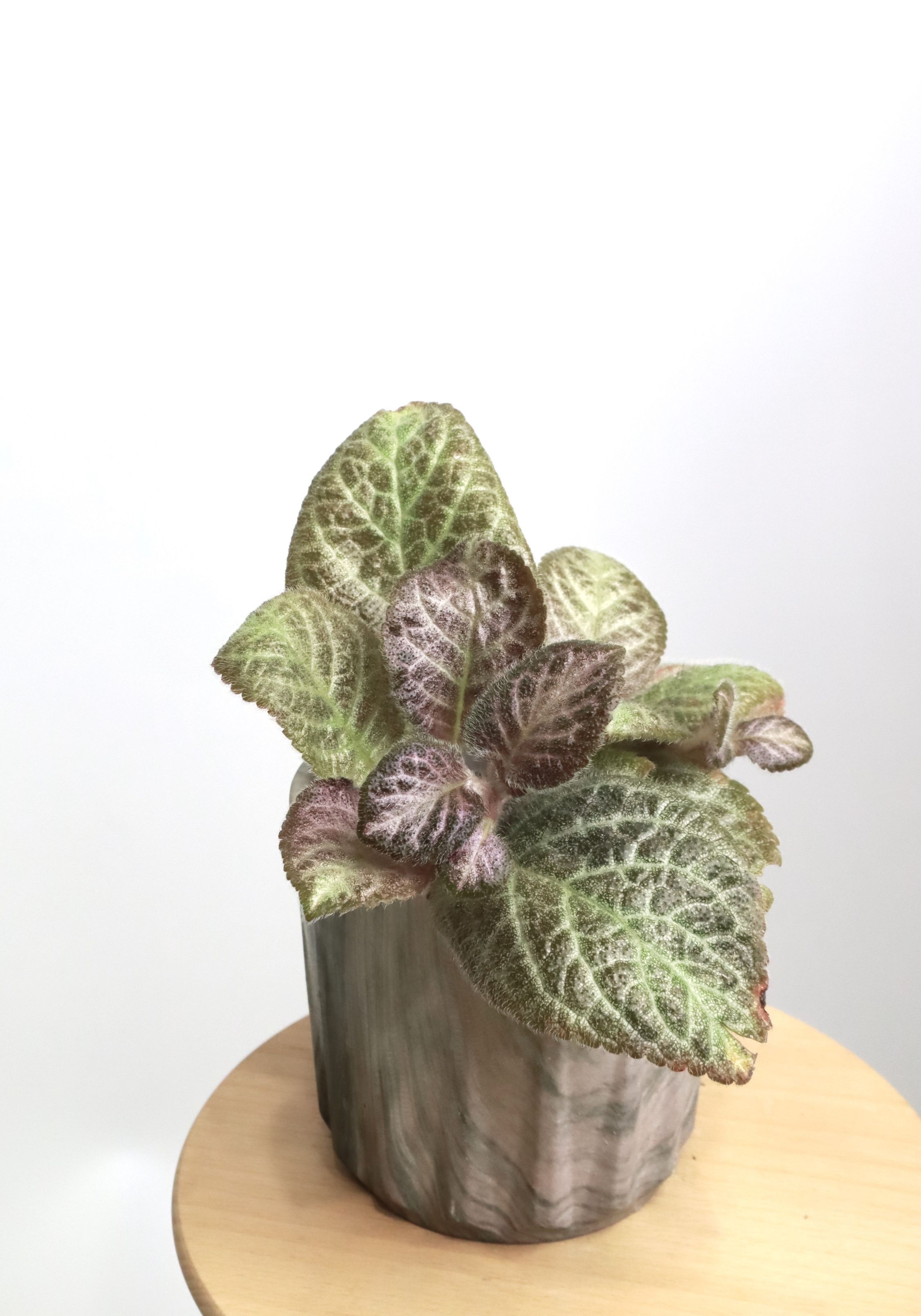 喜蔭花 ’小絨球’ 𝐸𝑝𝑖𝑠𝑐𝑖𝑎  ’Joy’s Little Pom Pom’（紅花／薄霧系）