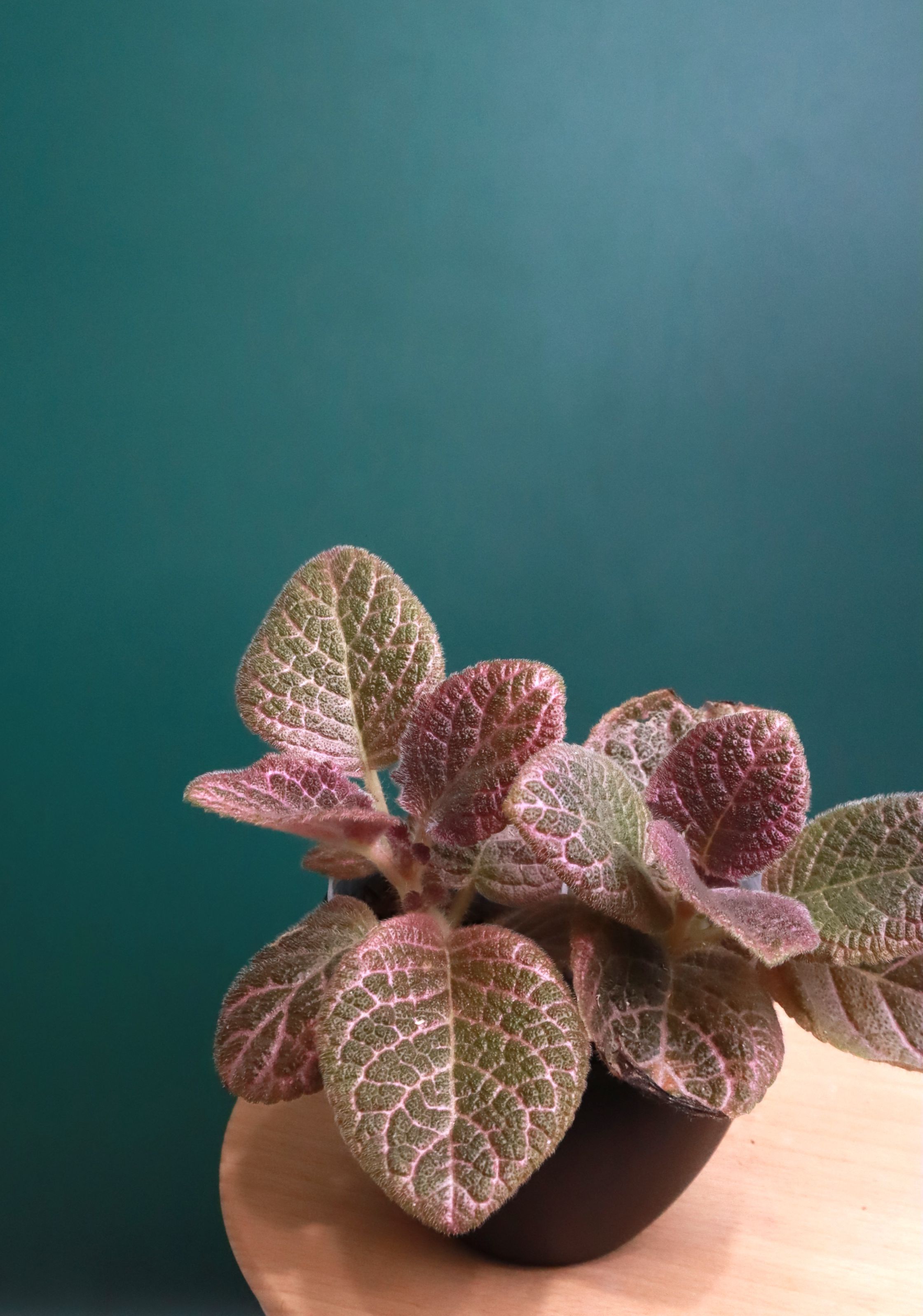 喜蔭花 ’草莓波紋’ 𝐸𝑝𝑖𝑠𝑐𝑖𝑎  hybri d（紅花／紅黑系）