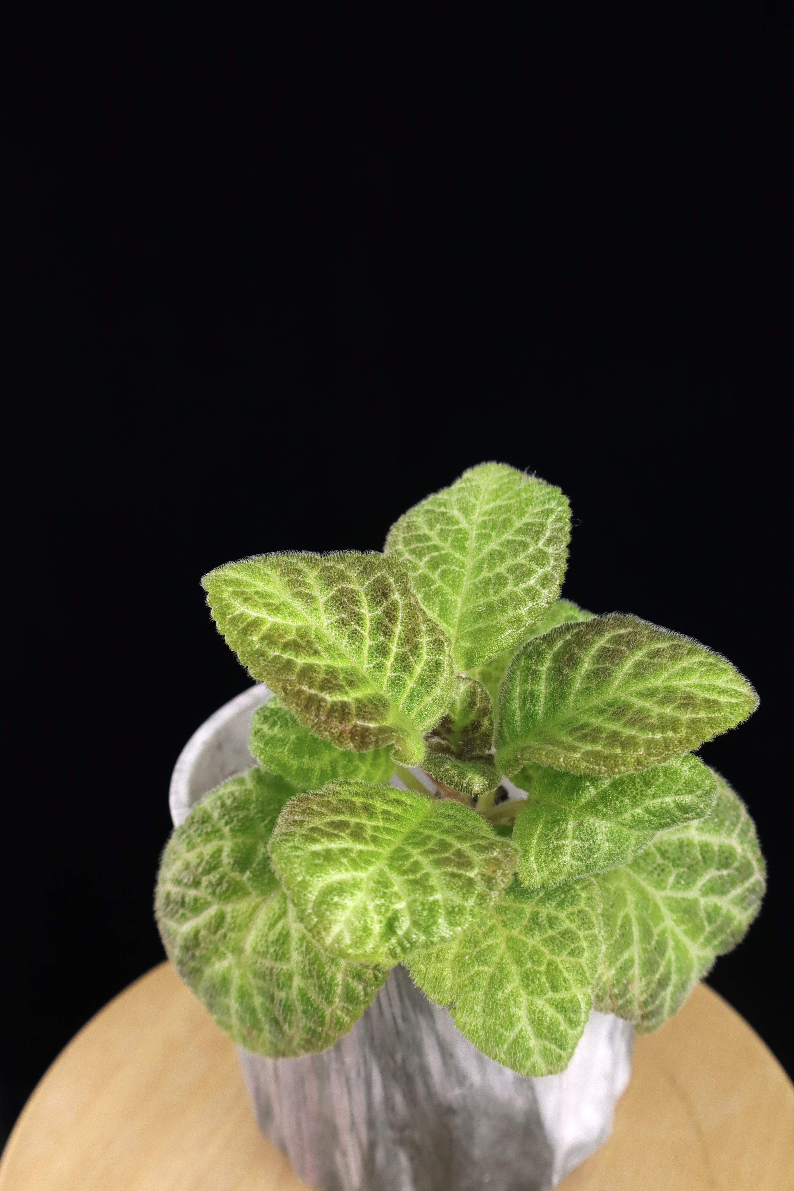 喜蔭花 哈密瓜 𝐸𝑝𝑖𝑠𝑐𝑖𝑎 ’UC’s Cantaloupe’（圓葉/螢光脈）