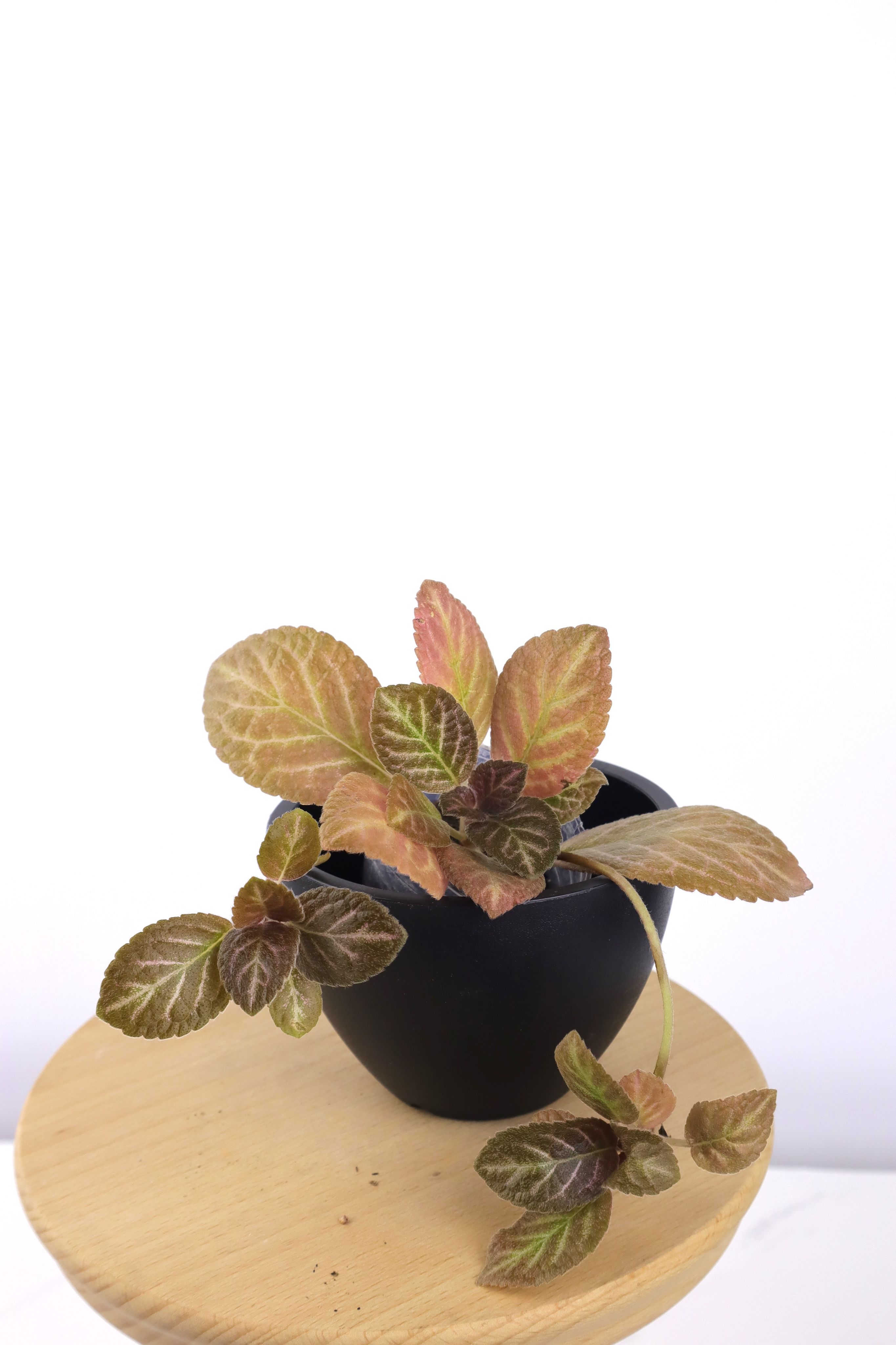 喜蔭花 ’Kristina K’ 𝐸𝑝𝑖𝑠𝑐𝑖𝑎 ’Kristina K’（小型/多側芽）