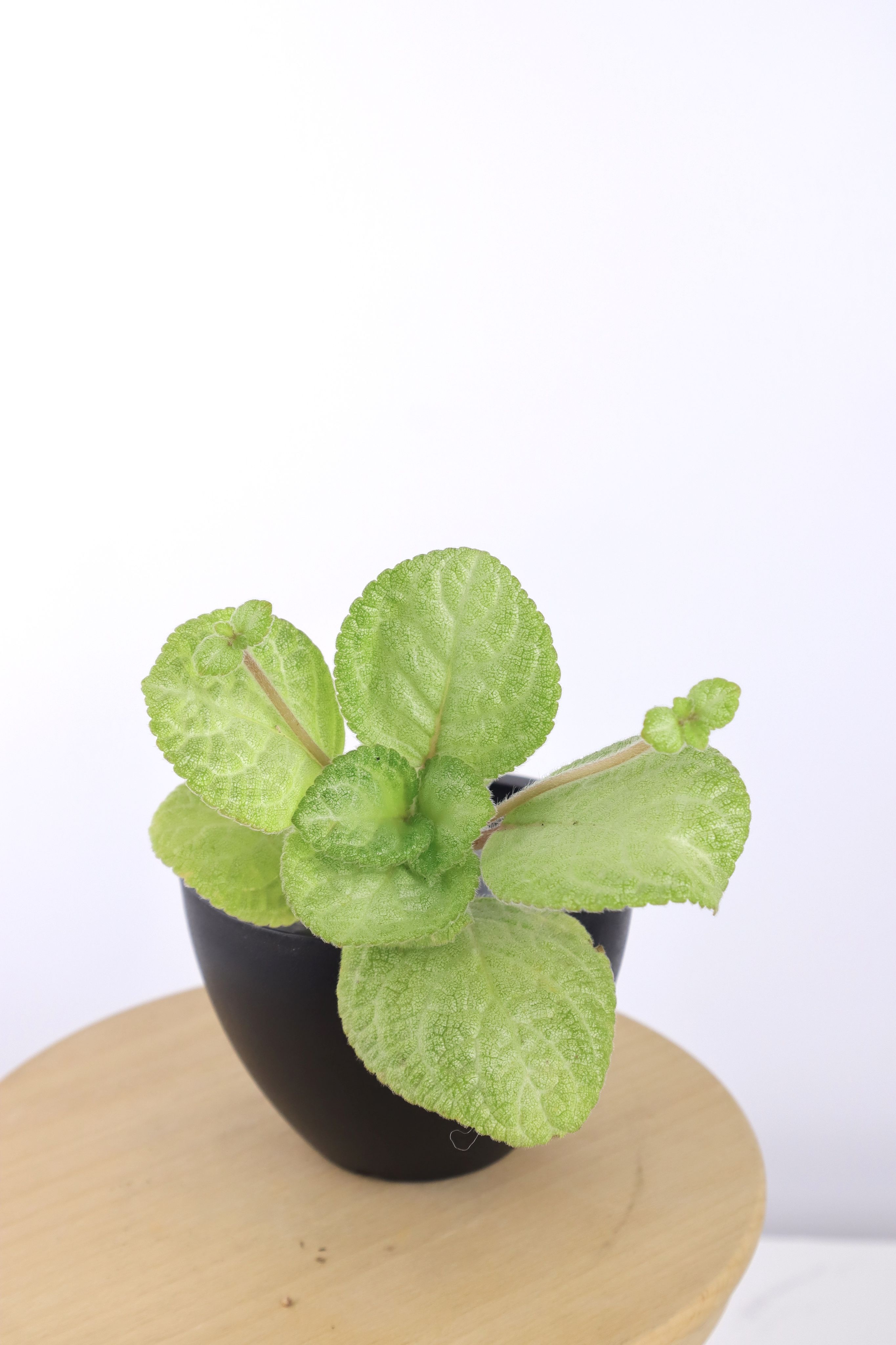 喜蔭花 糖霜 𝐸𝑝𝑖𝑠𝑐𝑖𝑎 ’LYC’s Icing’（圓葉/銀綠）