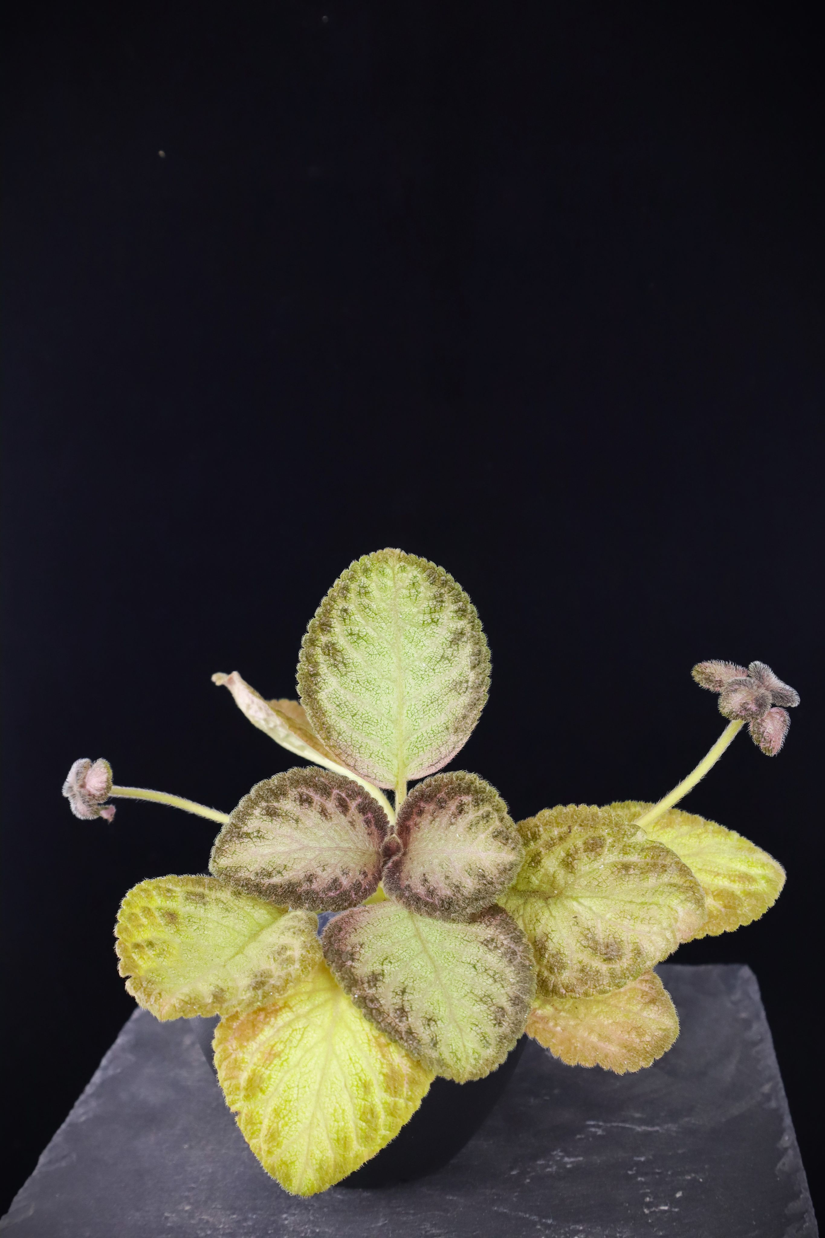 喜蔭花 銀鏡 𝐸𝑝𝑖𝑠𝑐𝑖𝑎 ’WSL’s Silver Mirror’（銀黑系/紅花）