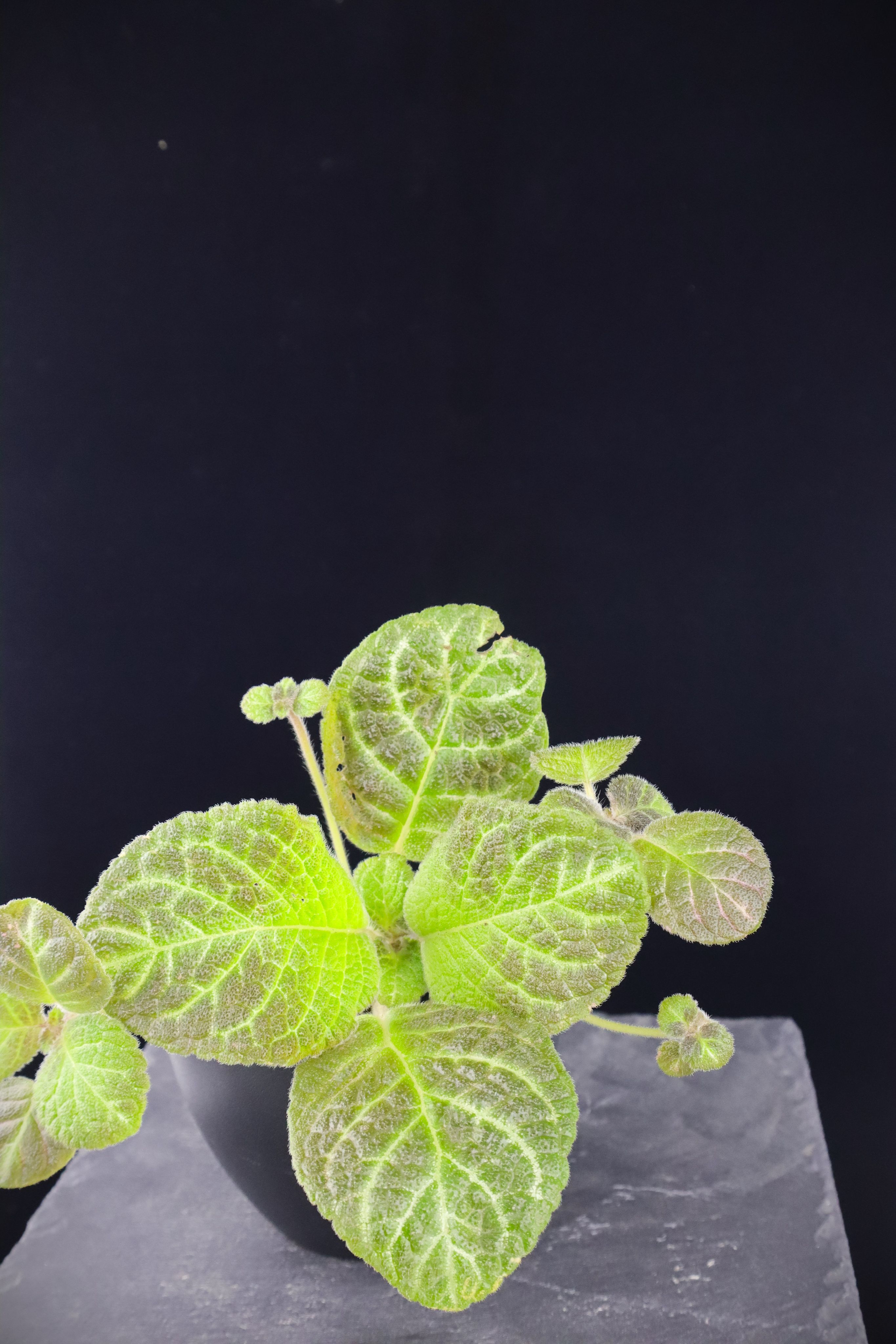 喜蔭花 黑苔瑪瑙 𝐸𝑝𝑖𝑠𝑐𝑖𝑎  ’Moss Agate’（black）（黑綠系/大葉）