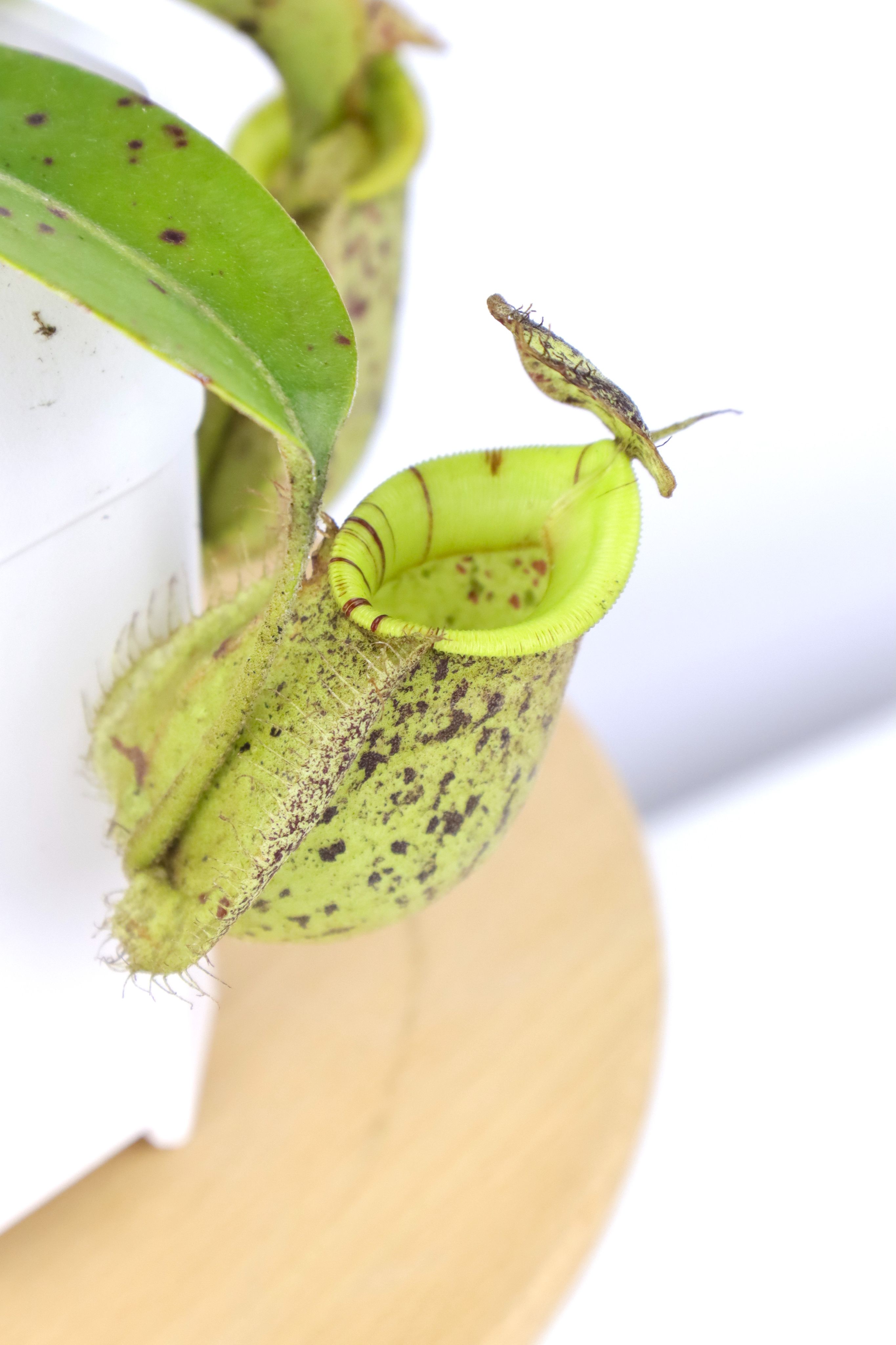 虎克豬籠草 （特殊色）𝑁𝑒𝑝𝑒𝑛𝑡ℎ𝑒𝑠 × ℎ𝑜𝑜𝑘𝑒𝑟𝑖𝑎𝑛𝑎