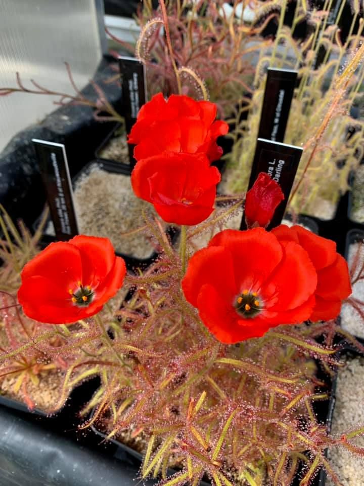 岩薔薇毛氈苔’紅花’ 𝐷𝑟𝑜𝑠𝑒𝑟𝑎 𝑐𝑖𝑠𝑡𝑖𝑓𝑙𝑜𝑟𝑎 ’red flower’