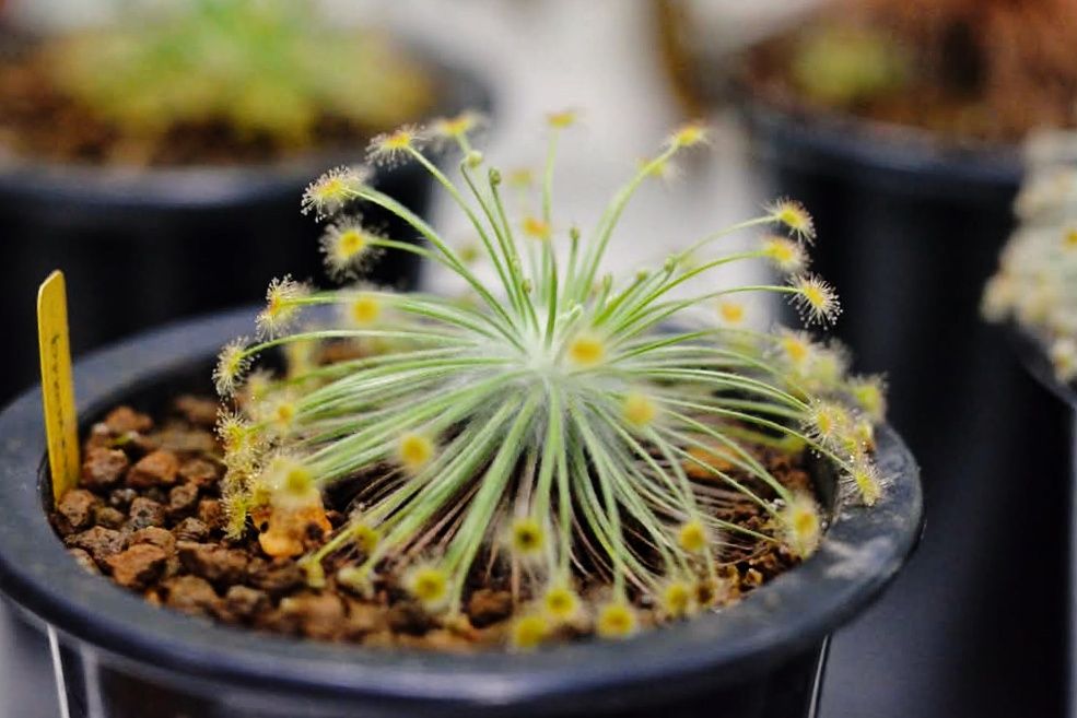 布魯姆毛氈苔 𝐷𝑟𝑜𝑠𝑒𝑟𝑎 𝑏𝑟𝑜𝑜𝑚𝑒𝑛𝑠𝑖𝑠