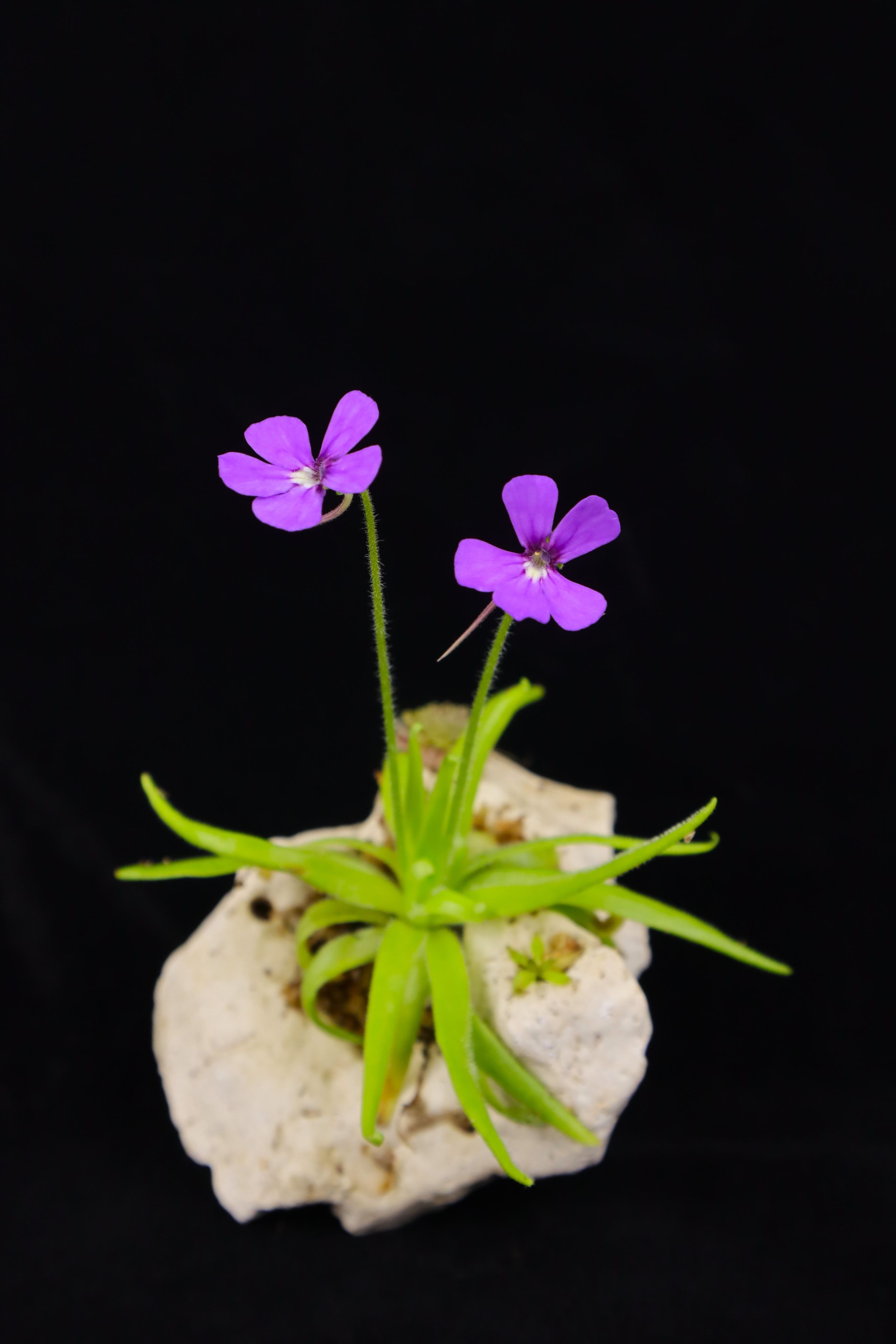 石灰岩捕蟲堇 𝑃𝑖𝑛𝑔𝑢𝑖𝑐𝑢𝑙𝑎 𝑔𝑦𝑝𝑠𝑖𝑐𝑜𝑙𝑎