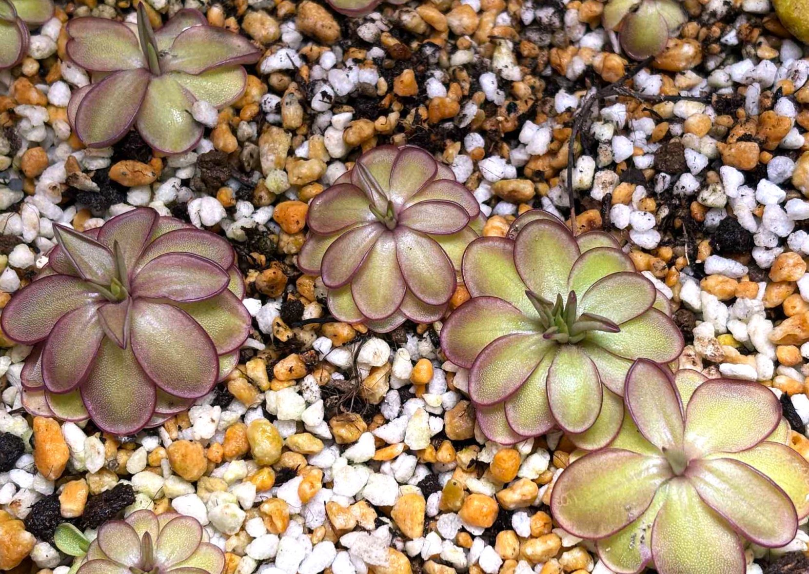 勞氏 CP2 x 凹瓣捕蟲堇 𝑃. 𝑙𝑎𝑢𝑒𝑎𝑛𝑎 CP2 x 𝑒𝑚𝑎𝑟𝑔𝑖𝑛𝑎𝑡𝑎