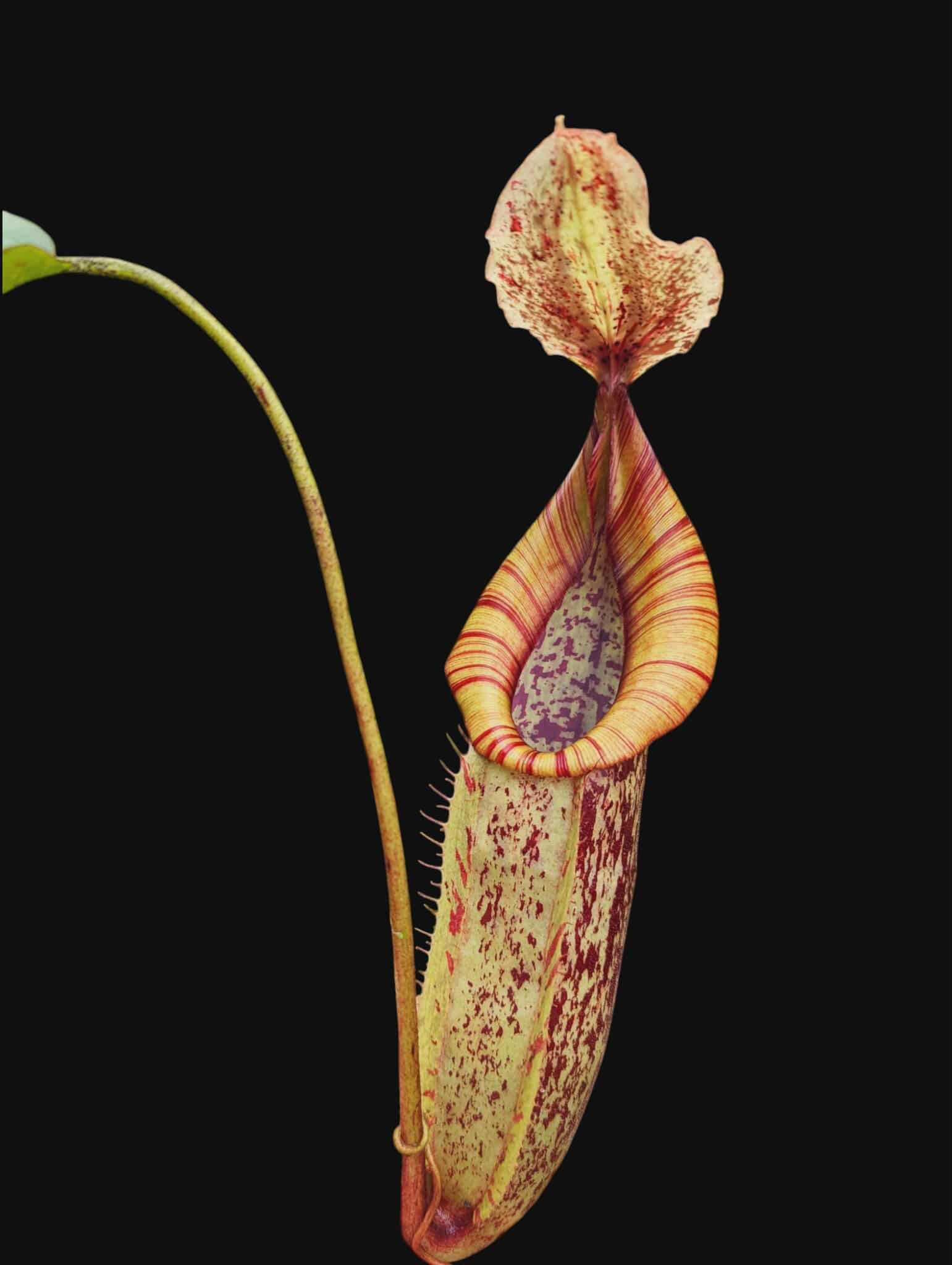 戴瑞安娜豬籠草 （山田） 𝑁𝑒𝑝𝑒𝑛𝑡ℎ𝑒𝑠 ’Dyeriana’ （from Y’s Exotics）