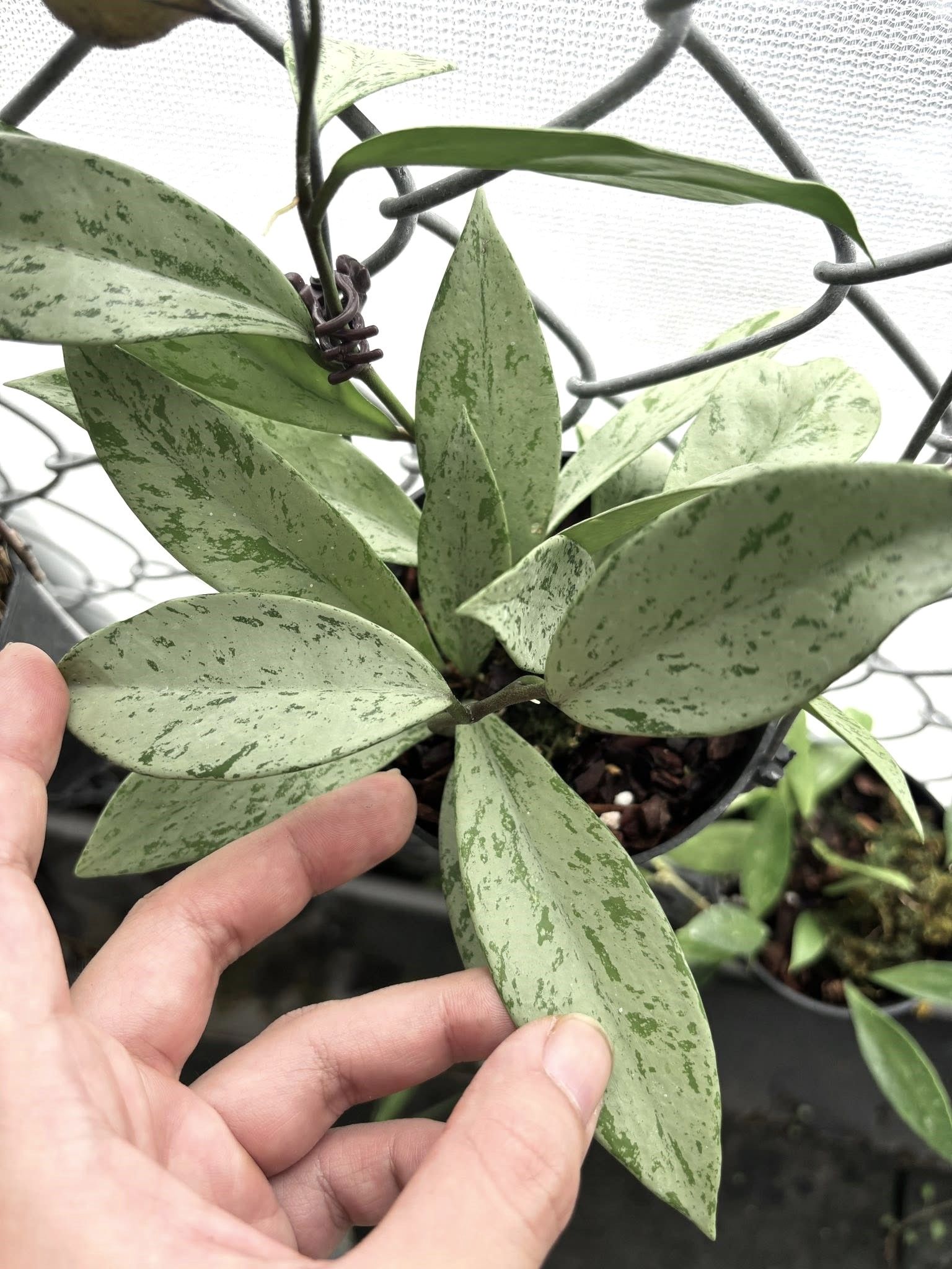 粉銀幽靈毬蘭 𝐻𝑜𝑦𝑎 𝑝𝑢𝑏𝑖𝑐𝑎𝑙𝑦𝑥 ‘Pink Silver Ghost’