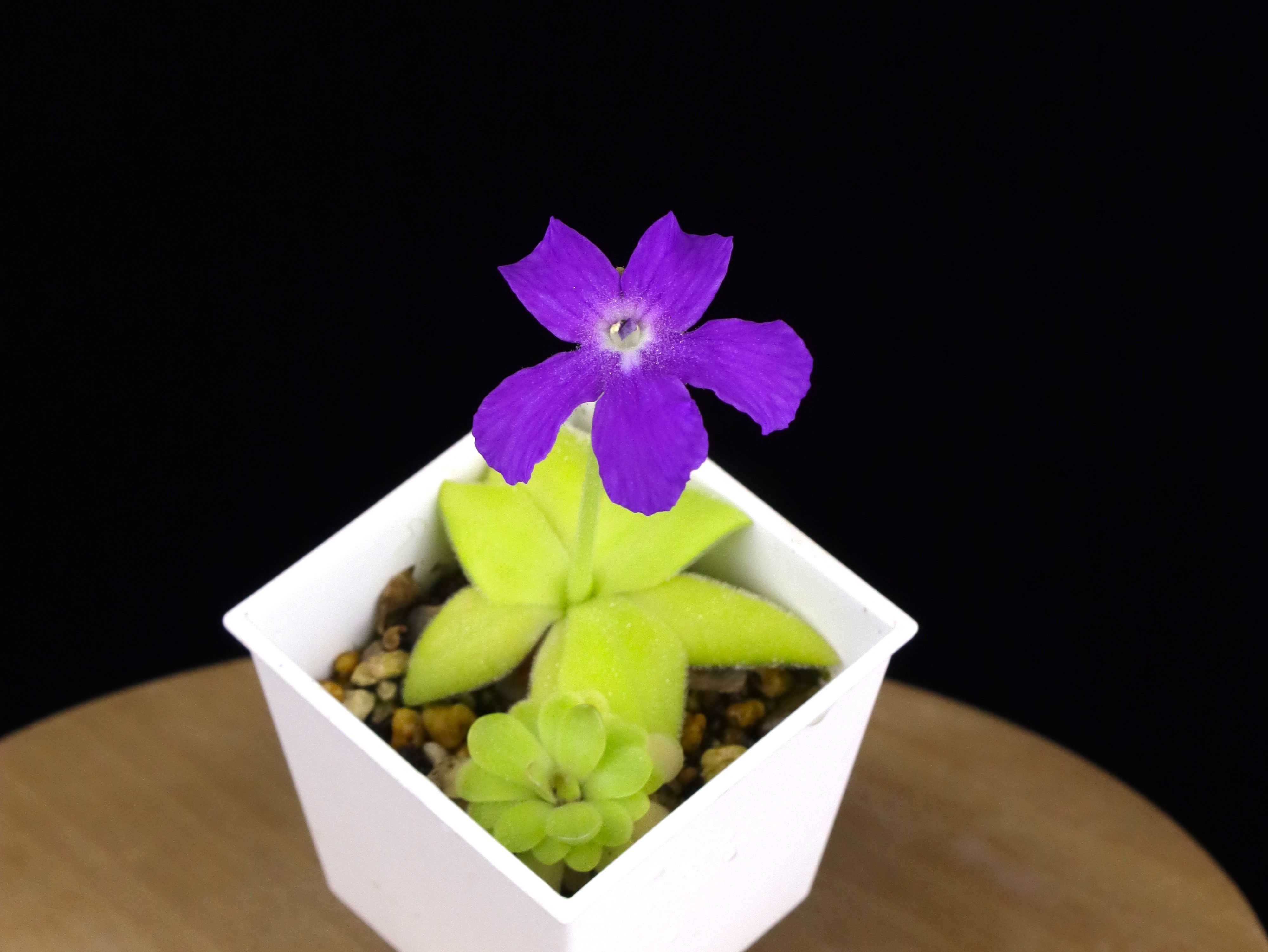 捕蟲堇 蘇米德洛1號 𝑃𝑖𝑛𝑔𝑢𝑖𝑐𝑢𝑙𝑎 sp. Sumidero I