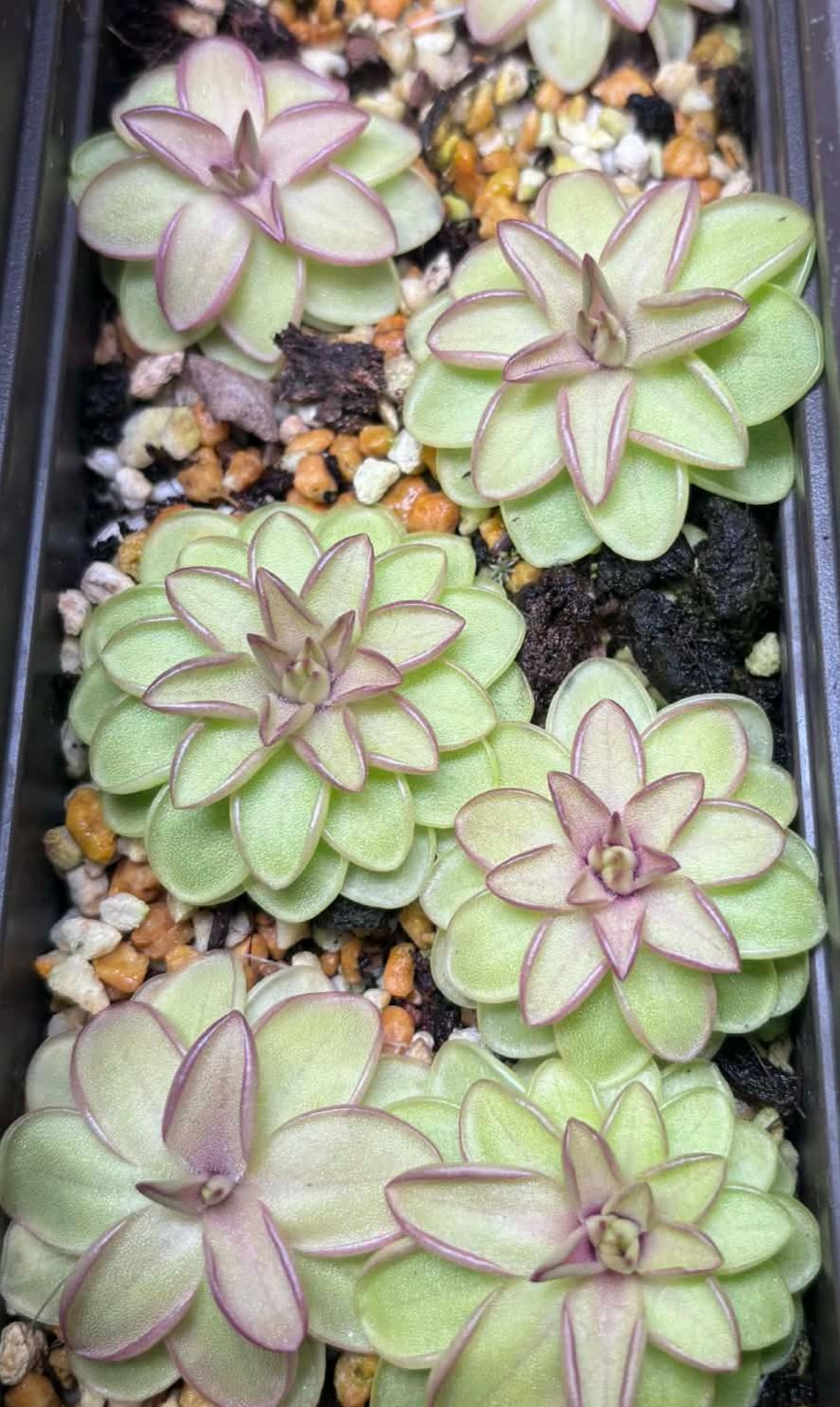 誘惑捕蟲堇 𝑃𝑖𝑛𝑔𝑢𝑖𝑐𝑢𝑙𝑎 ’Seductora’