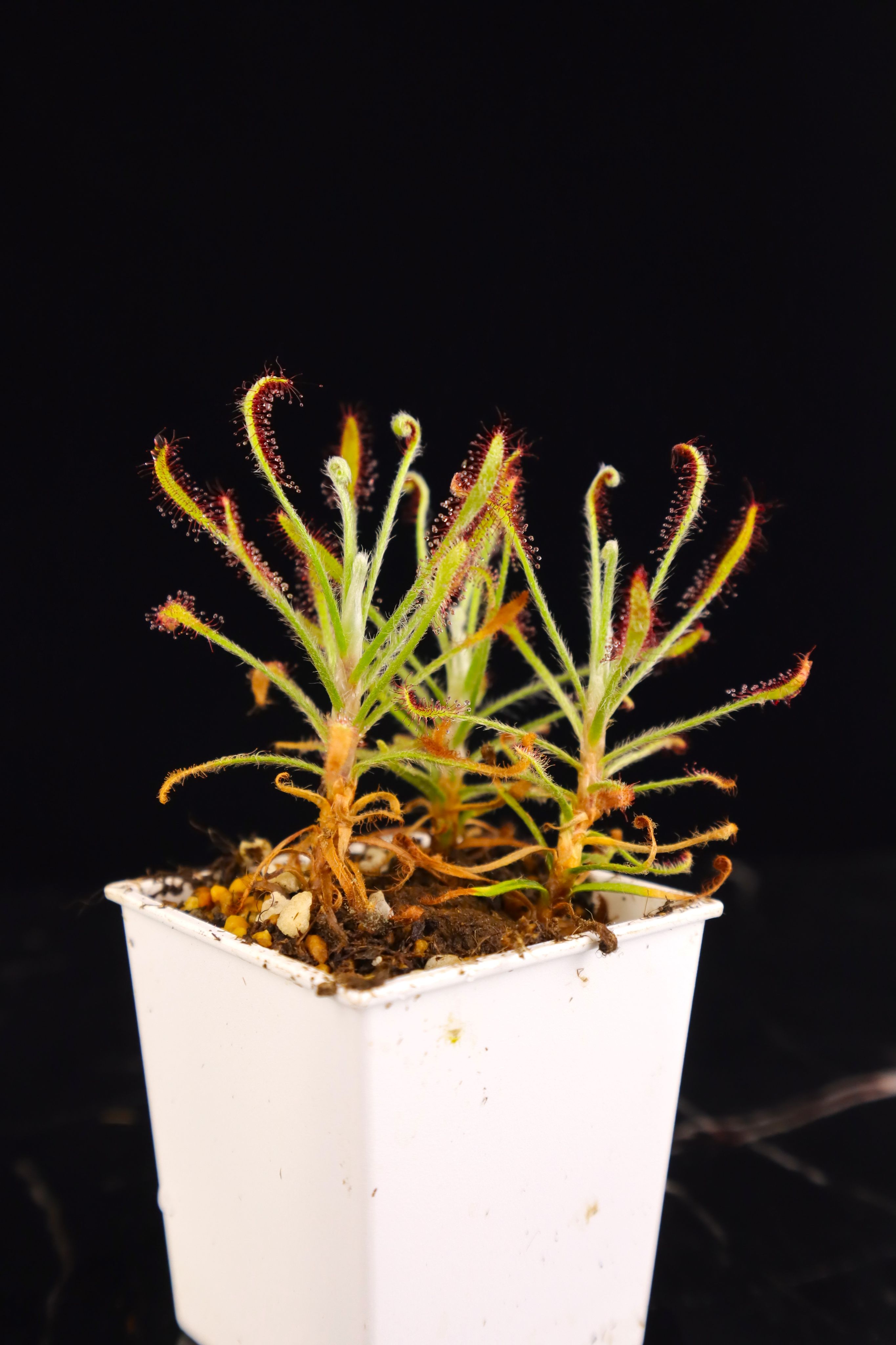 金殼毛氈苔 𝐷𝑟𝑜𝑠𝑒𝑟𝑎 𝑐ℎ𝑟𝑦𝑠𝑜𝑙𝑒𝑝𝑖𝑠 {Serra do Cipó}