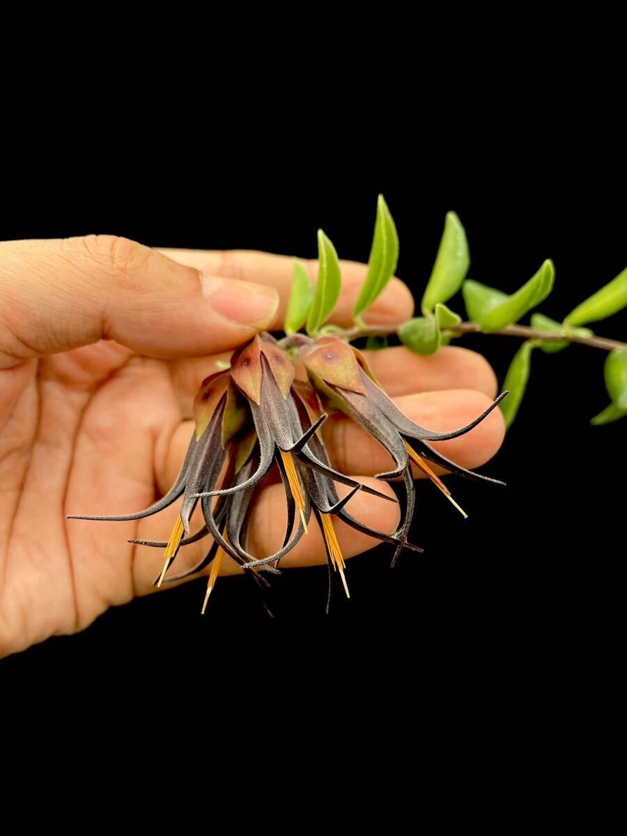 杜賽特囊冠莓 𝐶𝑒𝑟𝑎𝑡𝑜𝑠𝑡𝑒𝑚𝑎 𝑑𝑜𝑢𝑐𝑒𝑡𝑡𝑒𝑖