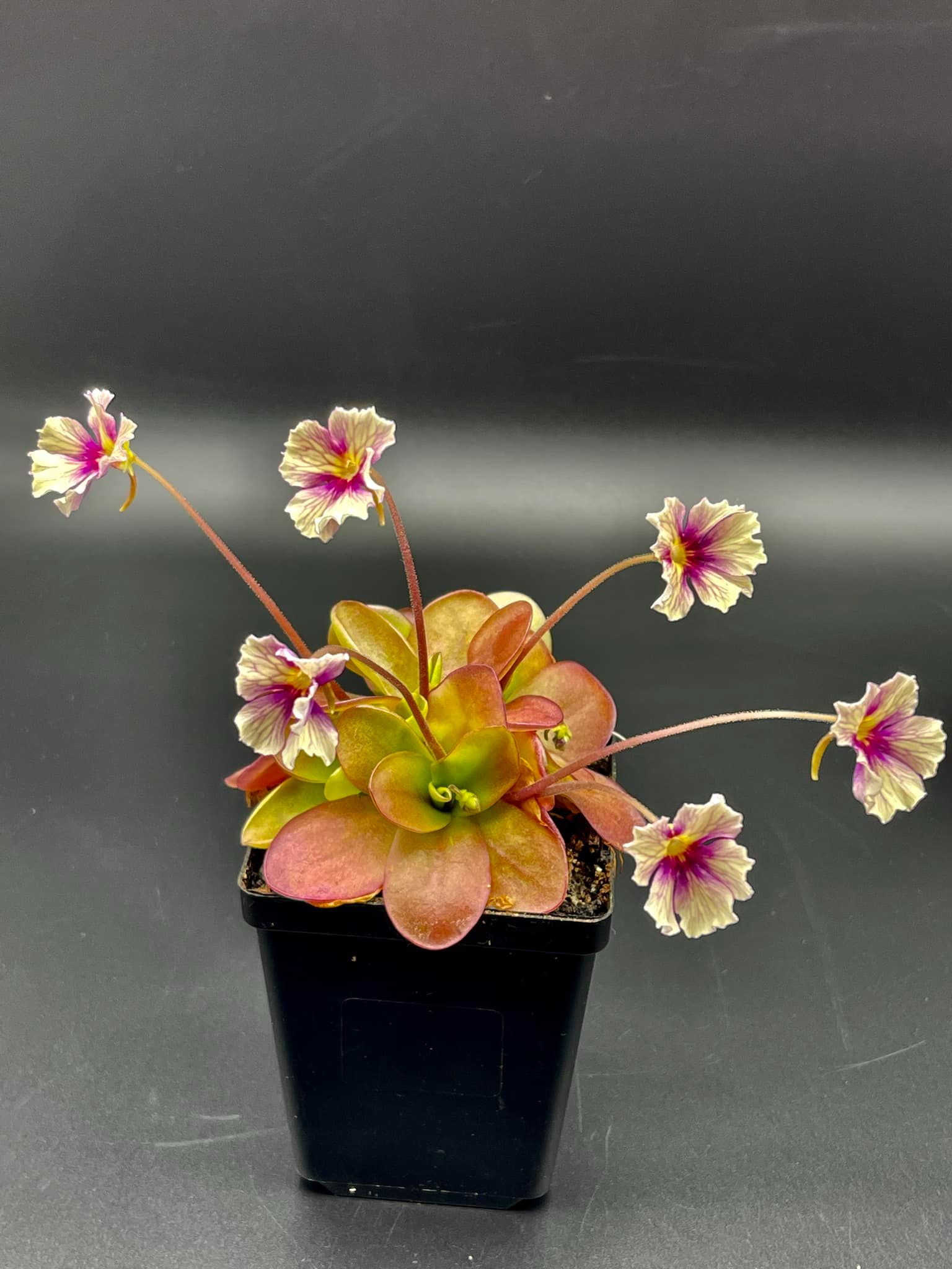 金髮樹莓捕蟲堇 𝑃𝑖𝑛𝑔𝑢𝑖𝑐𝑢𝑙𝑎 ’ Razzberry Blonde’