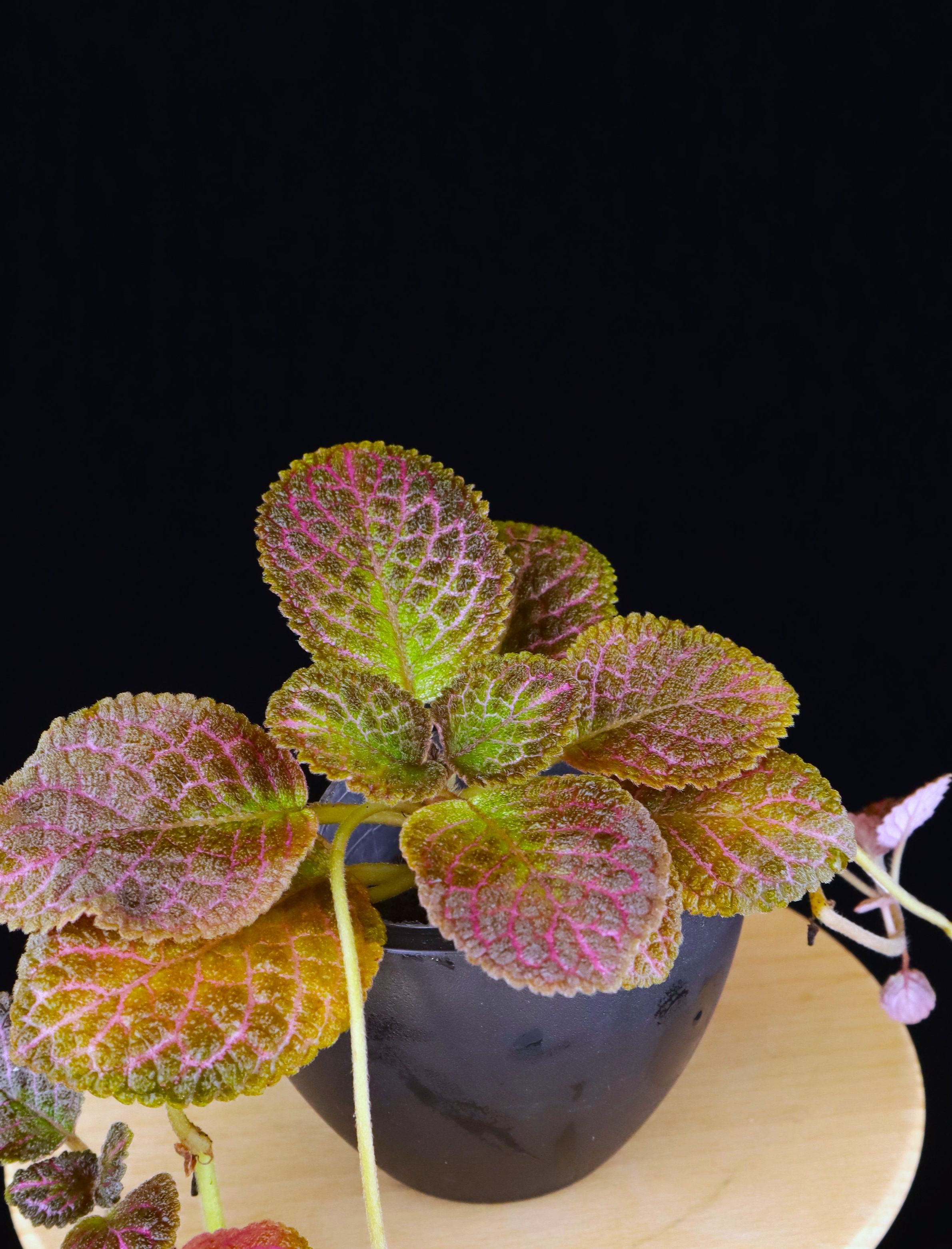 喜蔭花 掏金者 𝐸𝑝𝑖𝑠𝑐𝑖𝑎 ’Gold Digger’（紅綠漸層/金屬光澤）