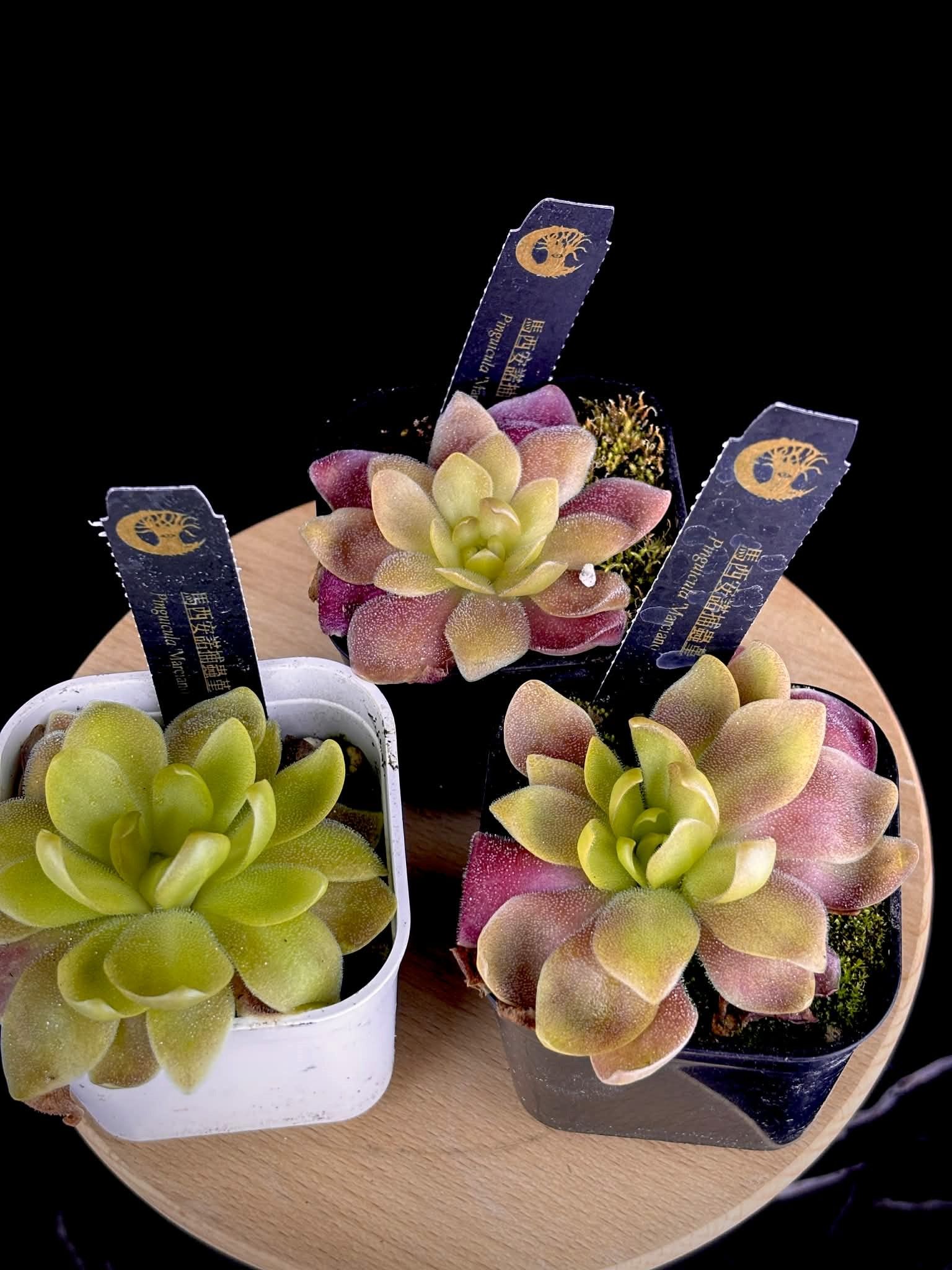 馬西安諾捕蟲堇　𝑃𝑖𝑛𝑔𝑢𝑖𝑐𝑢𝑙𝑎 ’Marciano’