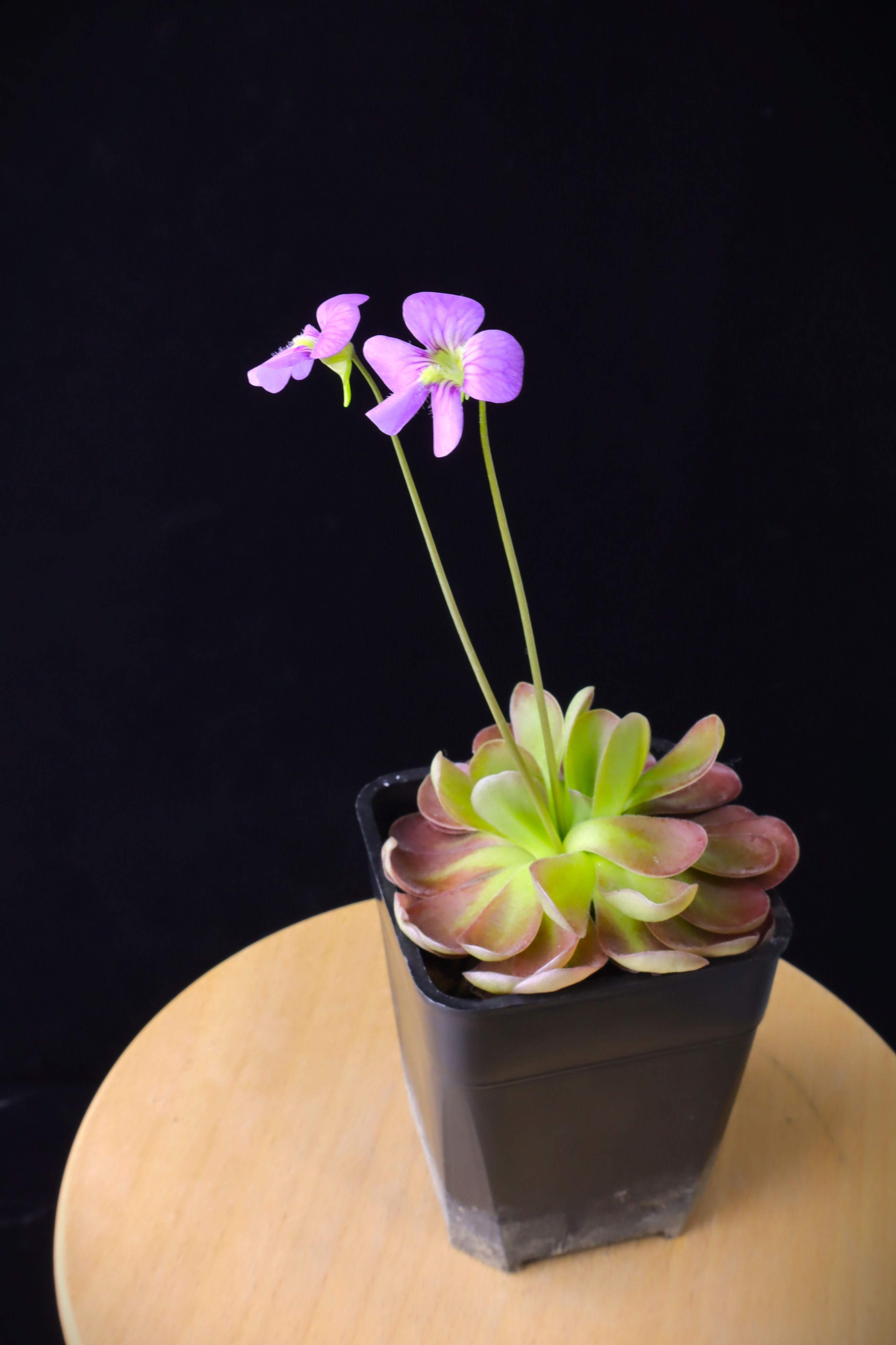 喬安娜捕蟲堇 𝑃𝑖𝑛𝑔𝑢𝑖𝑐𝑢𝑙𝑎 ’Johanna’