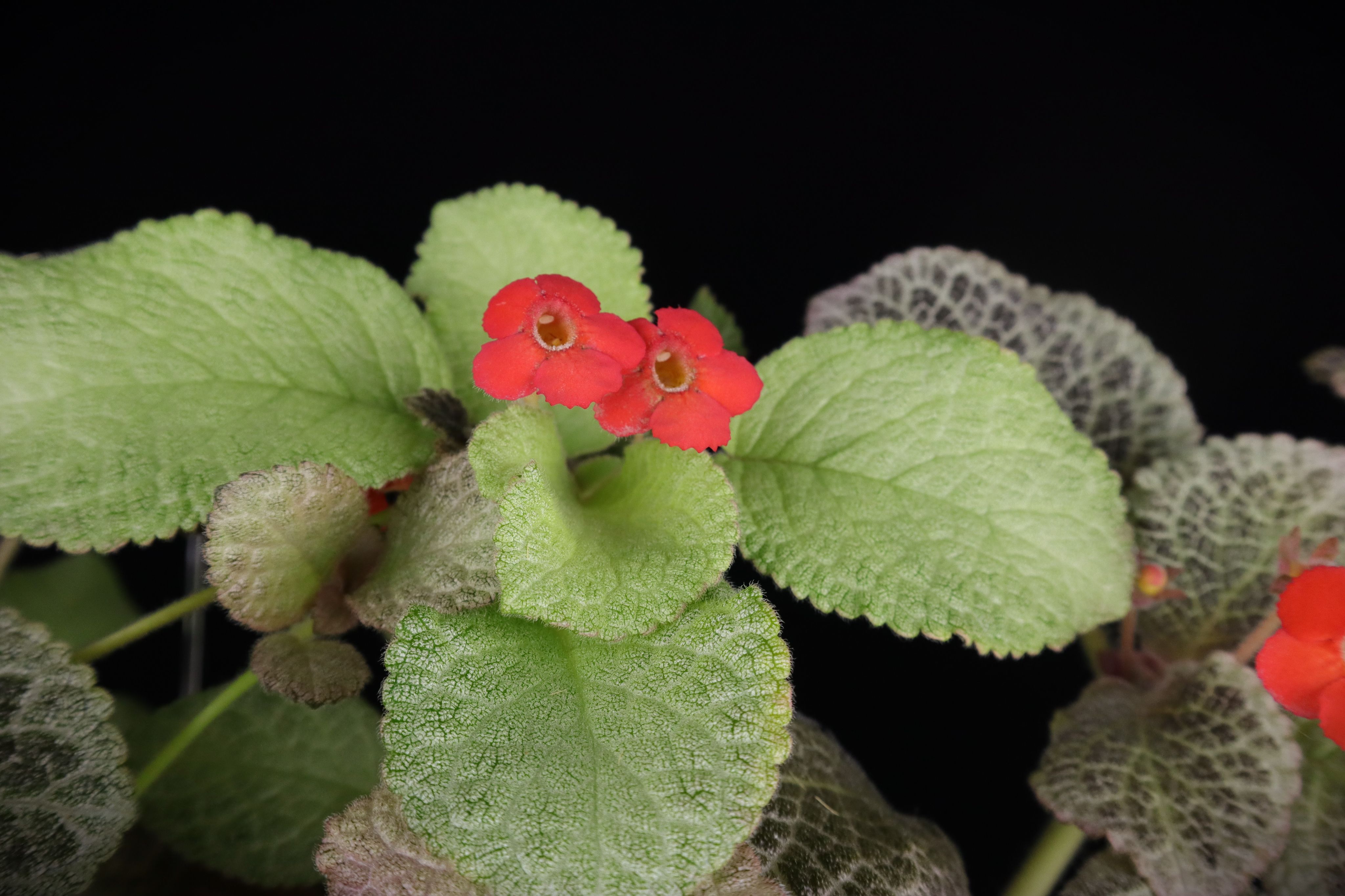 喜蔭花 ’蜂蜜檸檬’ 𝐸𝑝𝑖𝑠𝑐𝑖𝑎  ’UC’s Honey Lemon’（紅花／清涼系）