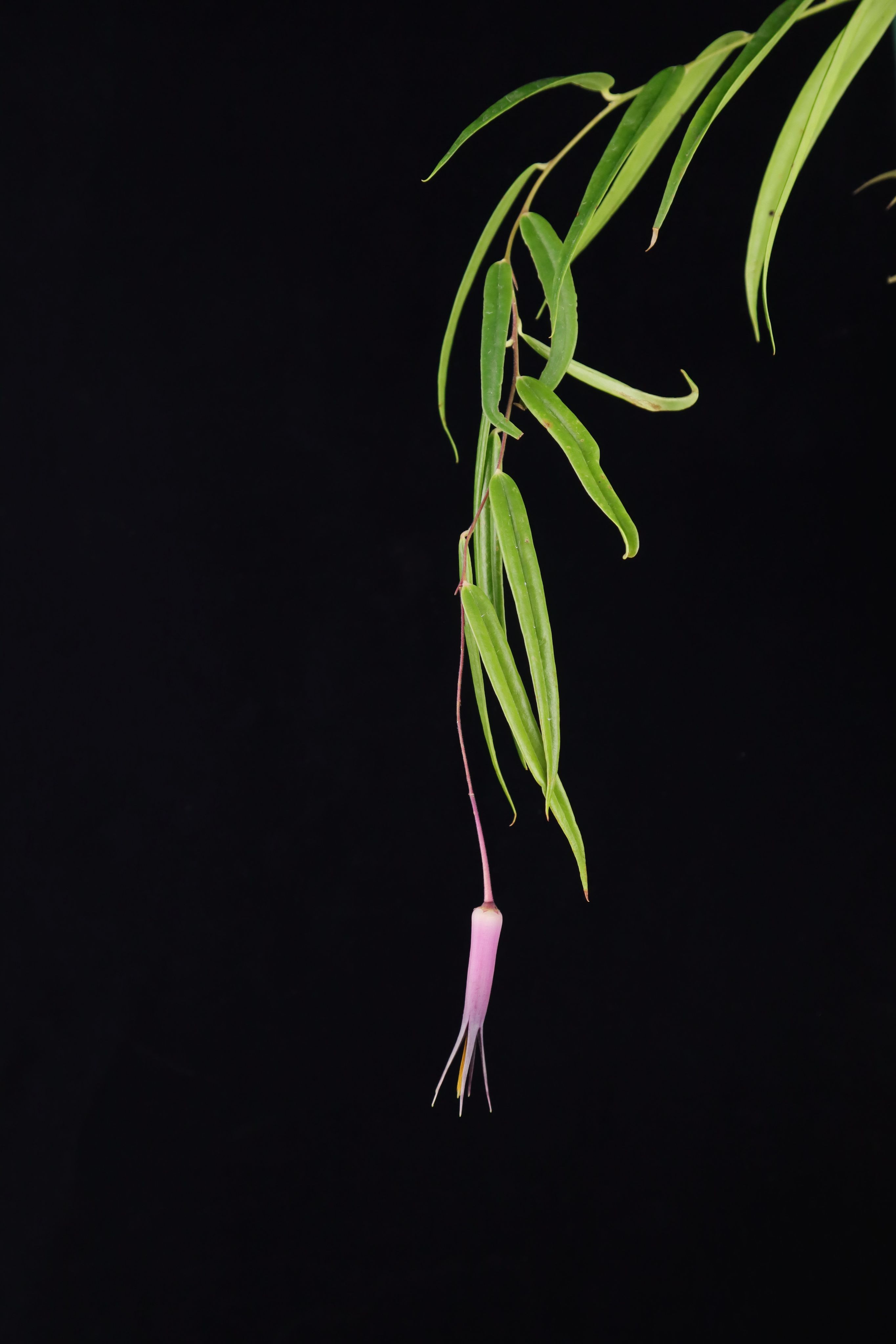 瓜奇薩卡囊冠莓/柳葉囊冠莓 𝐶𝑒𝑟𝑎𝑡𝑜𝑠𝑡𝑒𝑚𝑎 𝑔𝑢𝑎𝑐ℎ𝑖𝑧𝑎𝑐𝑎𝑒