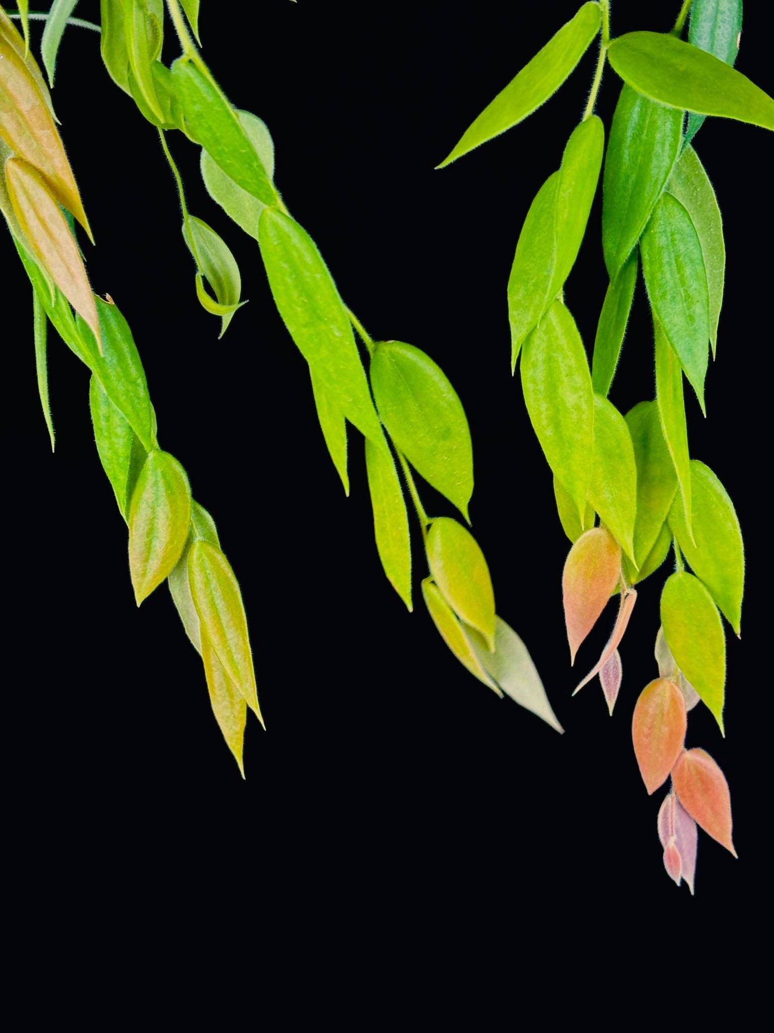 露西安娜囊冠莓 𝐶𝑒𝑟𝑎𝑡𝑜𝑠𝑡𝑒𝑚𝑎 𝑙𝑜𝑢𝑐𝑖𝑎𝑛𝑎𝑒