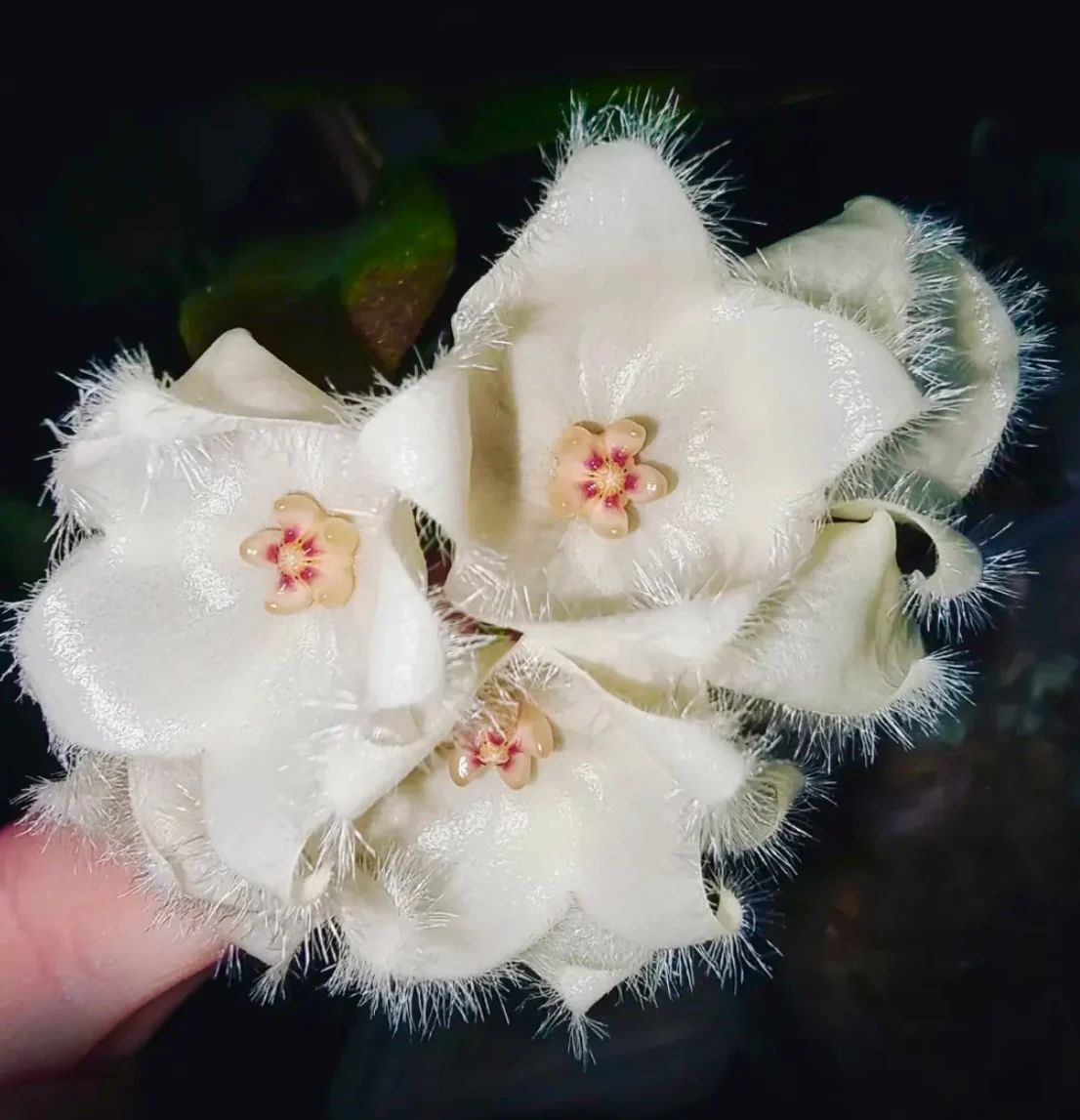 天堂毬蘭 Hoya paradisea （IM-04）