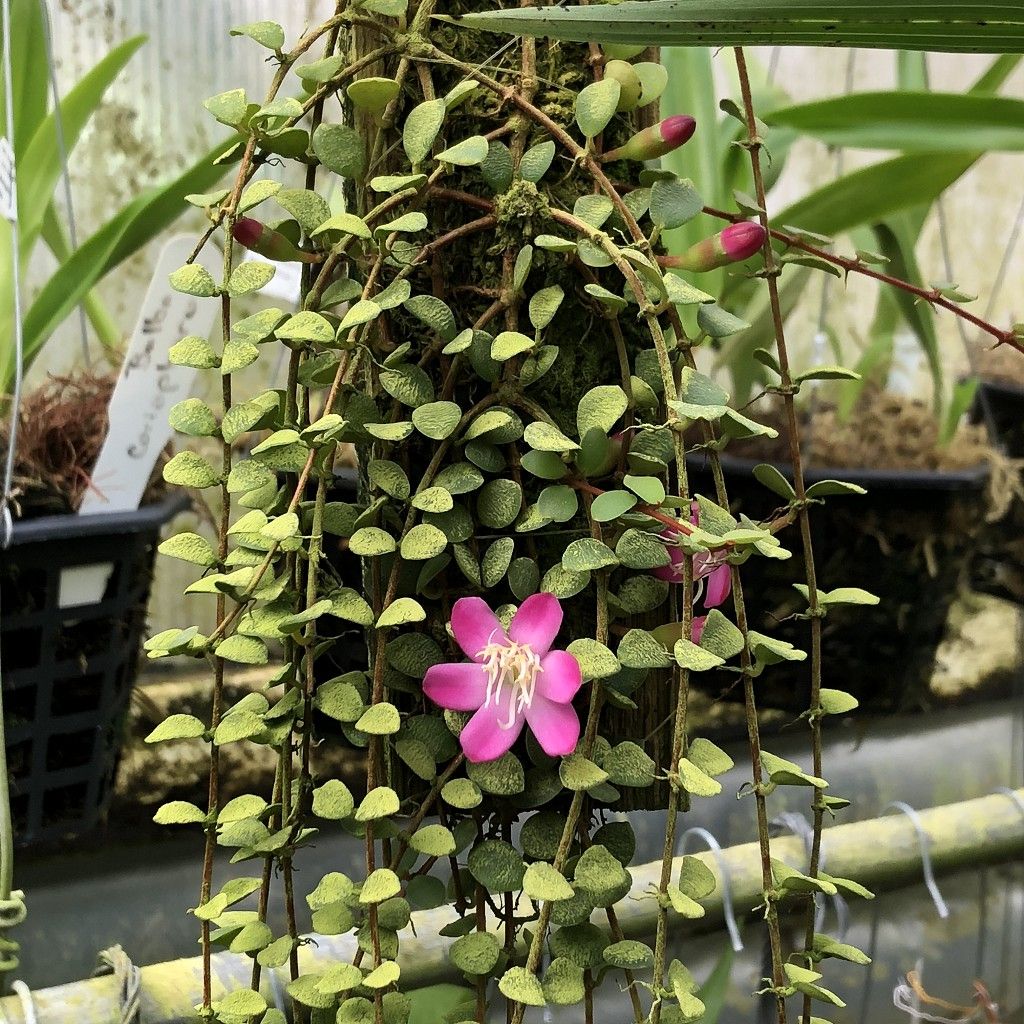 景天葉野牡丹藤 𝑀𝑒𝑑𝑖𝑛𝑖𝑙𝑙𝑎 𝑠𝑒𝑑𝑖𝑓𝑜𝑙𝑖𝑎