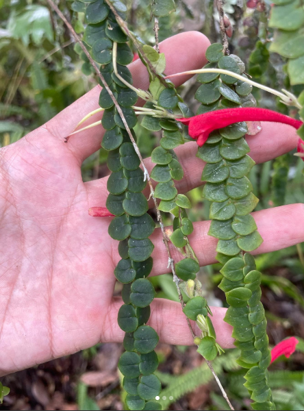 鱗葉口紅花 𝐴𝑒𝑠𝑐ℎ𝑦𝑛𝑎𝑛𝑡ℎ𝑢𝑠 𝑏𝑟𝑎𝑐ℎ𝑦𝑝ℎ𝑦𝑙𝑙𝑢𝑠