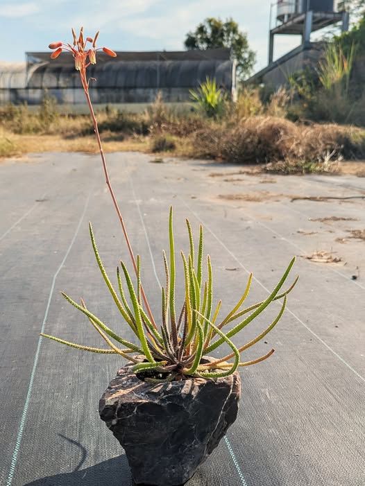 纖葉蘆薈 𝐴𝑙𝑜𝑒 𝑑𝑒𝑙𝑖𝑐𝑎𝑡𝑖𝑓𝑜𝑙𝑖𝑎