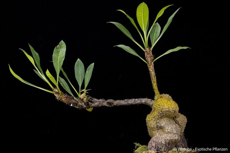 蟻巢玉 ’庫圖布湖 ’𝑀𝑦𝑟𝑚𝑒𝑐𝑜𝑑𝑖𝑎 𝑠𝑝. Lake Kutubu， PNG （AW）