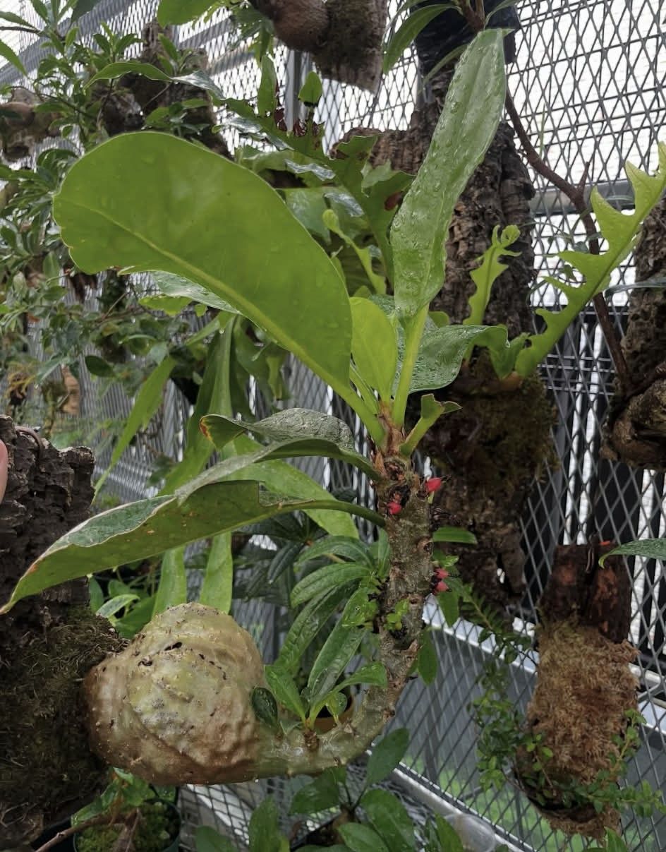 蟻巢玉’克巴河谷’𝑀𝑦𝑟𝑚𝑒𝑐𝑜𝑑𝑖𝑎 𝑠𝑝. Kebar Valley， Irian Jaya