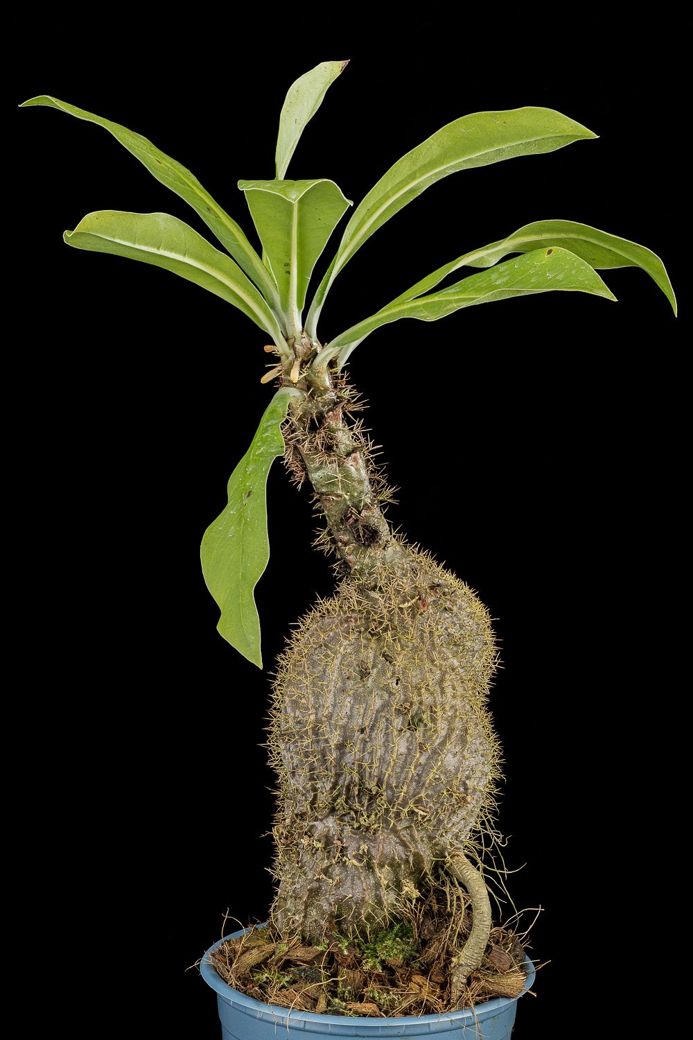 蟻巢玉 ’Siasiada ’𝑀𝑦𝑟𝑚𝑒𝑐𝑜𝑑𝑖𝑎 𝑠𝑝. Siasiada，PNG （AW）