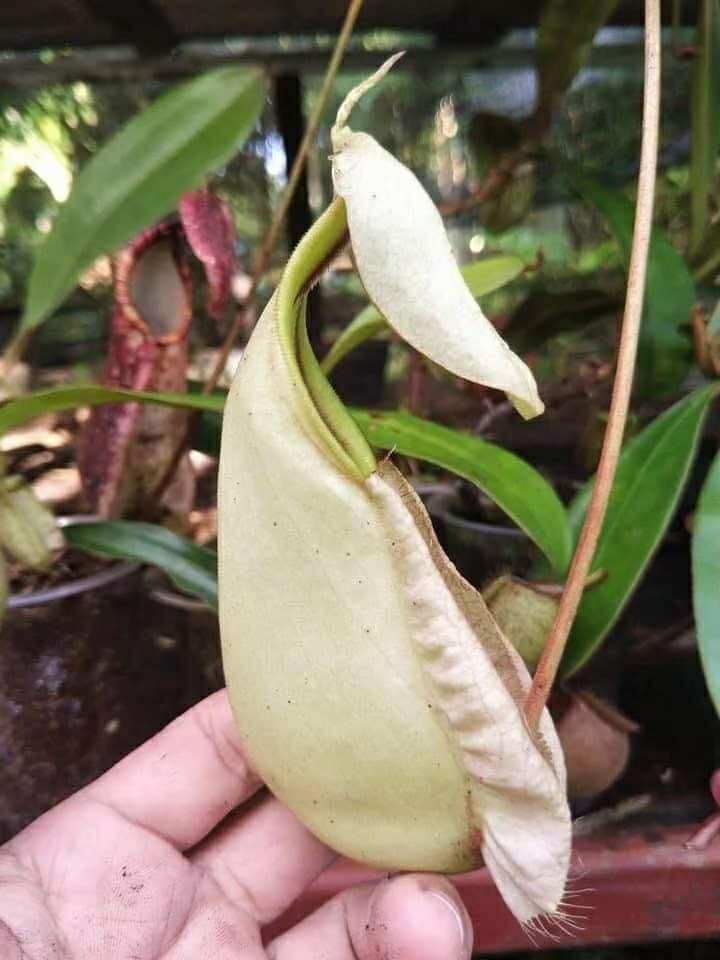 萊佛豬籠草 白 𝑁. 𝑟𝑎𝑓𝑓𝑙𝑒𝑠𝑖𝑎𝑛𝑎 𝑣𝑎𝑟. 𝑛𝑖𝑣𝑒𝑎