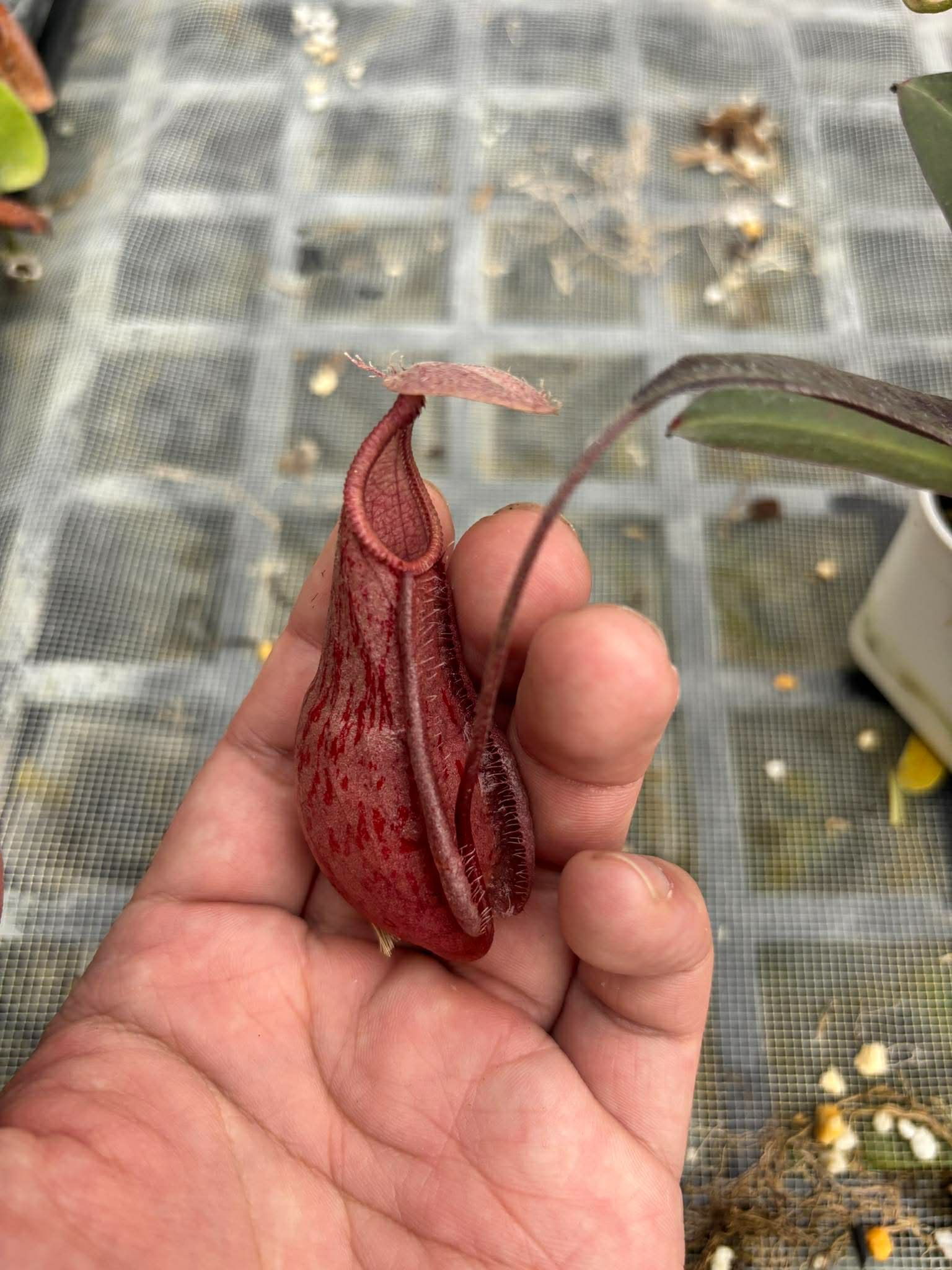 萊佛豬籠草 粉紅 𝑁. 𝑟𝑎𝑓𝑓𝑙𝑒𝑠𝑖𝑎𝑛𝑎 ’pink’