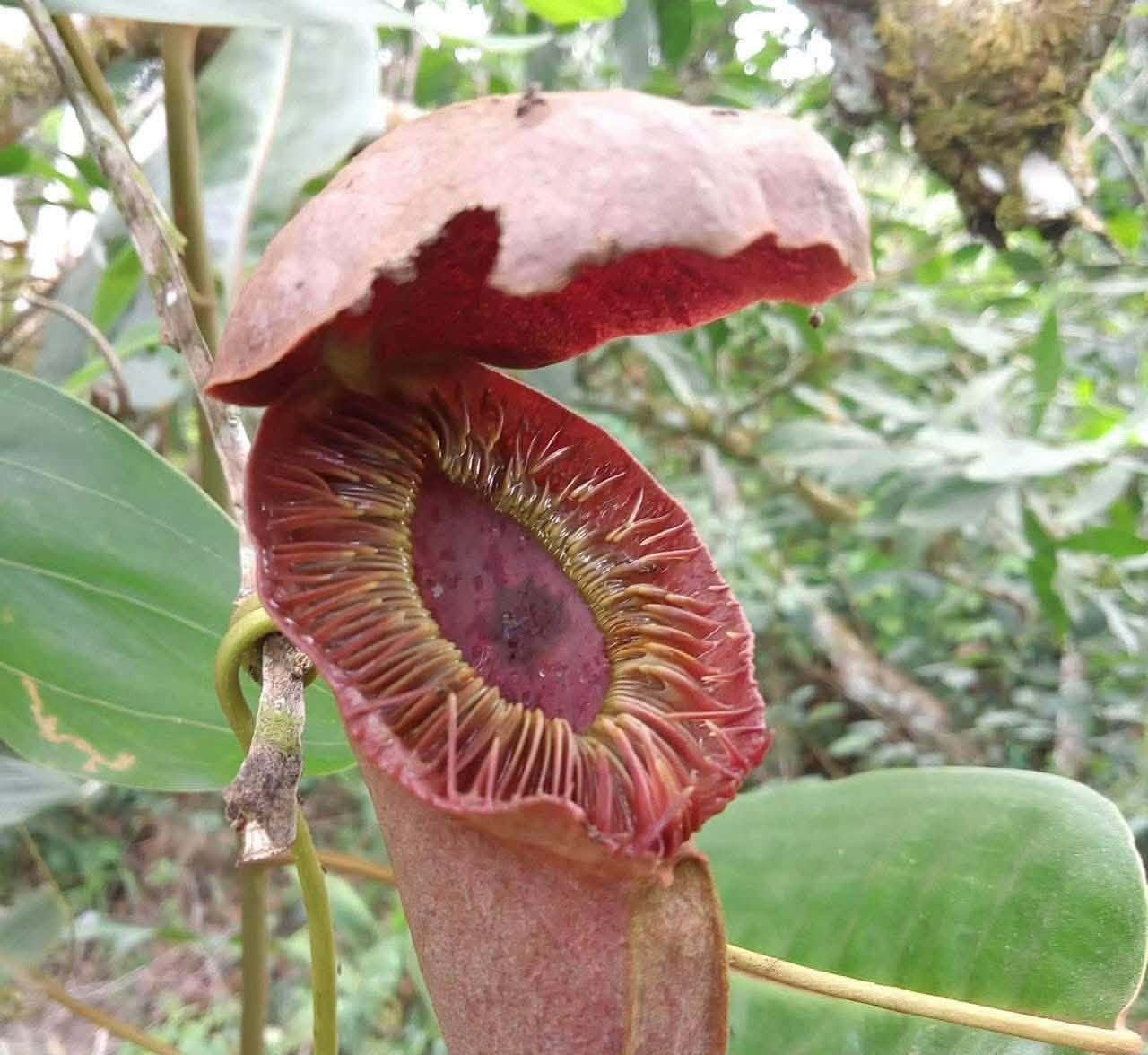 飛碟唇豬籠草 𝑁. 𝑚𝑖𝑟𝑎𝑏𝑖𝑙𝑖𝑠 𝑣𝑎𝑟.𝑒𝑐ℎ𝑖𝑛𝑜𝑠𝑡𝑜𝑚𝑎