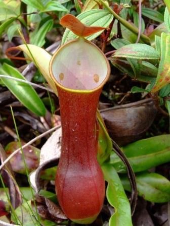 二眼豬籠草 紅 𝑁. 𝑟𝑒𝑖𝑛𝑤𝑎𝑟𝑑𝑡𝑖𝑎𝑛𝑎 ’red’{Borneo}