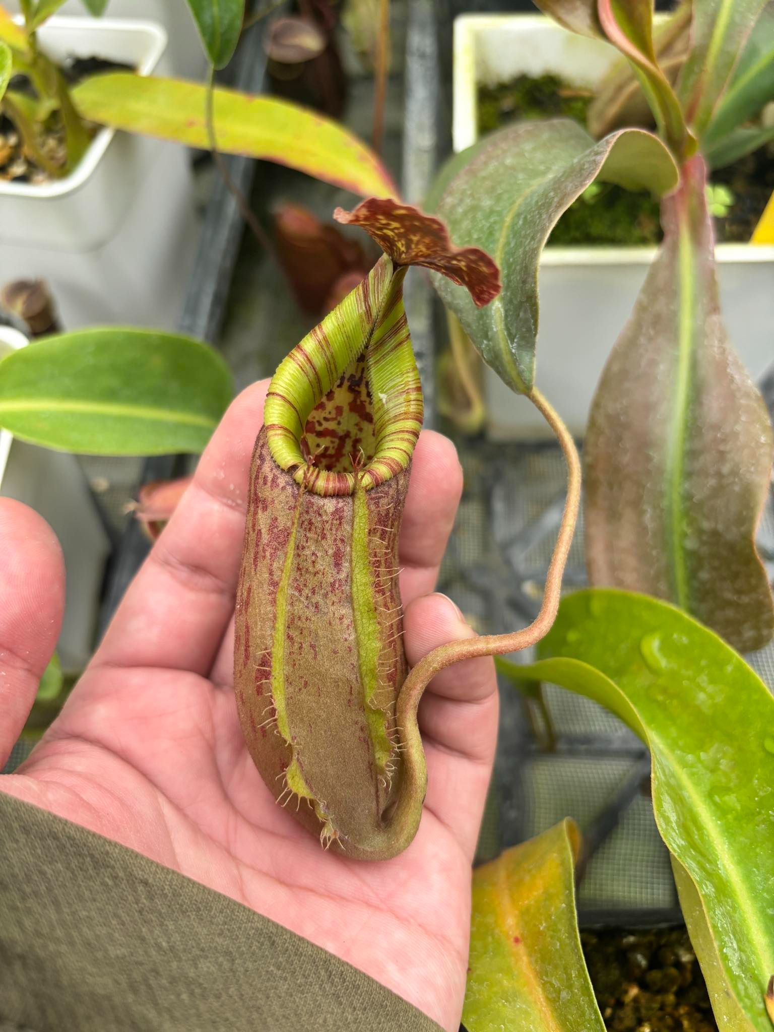 貝里vmv豬籠草 𝑁. 𝑏𝑒𝑙𝑙𝑖𝑖 𝑥 𝑉𝑀𝑉 EP