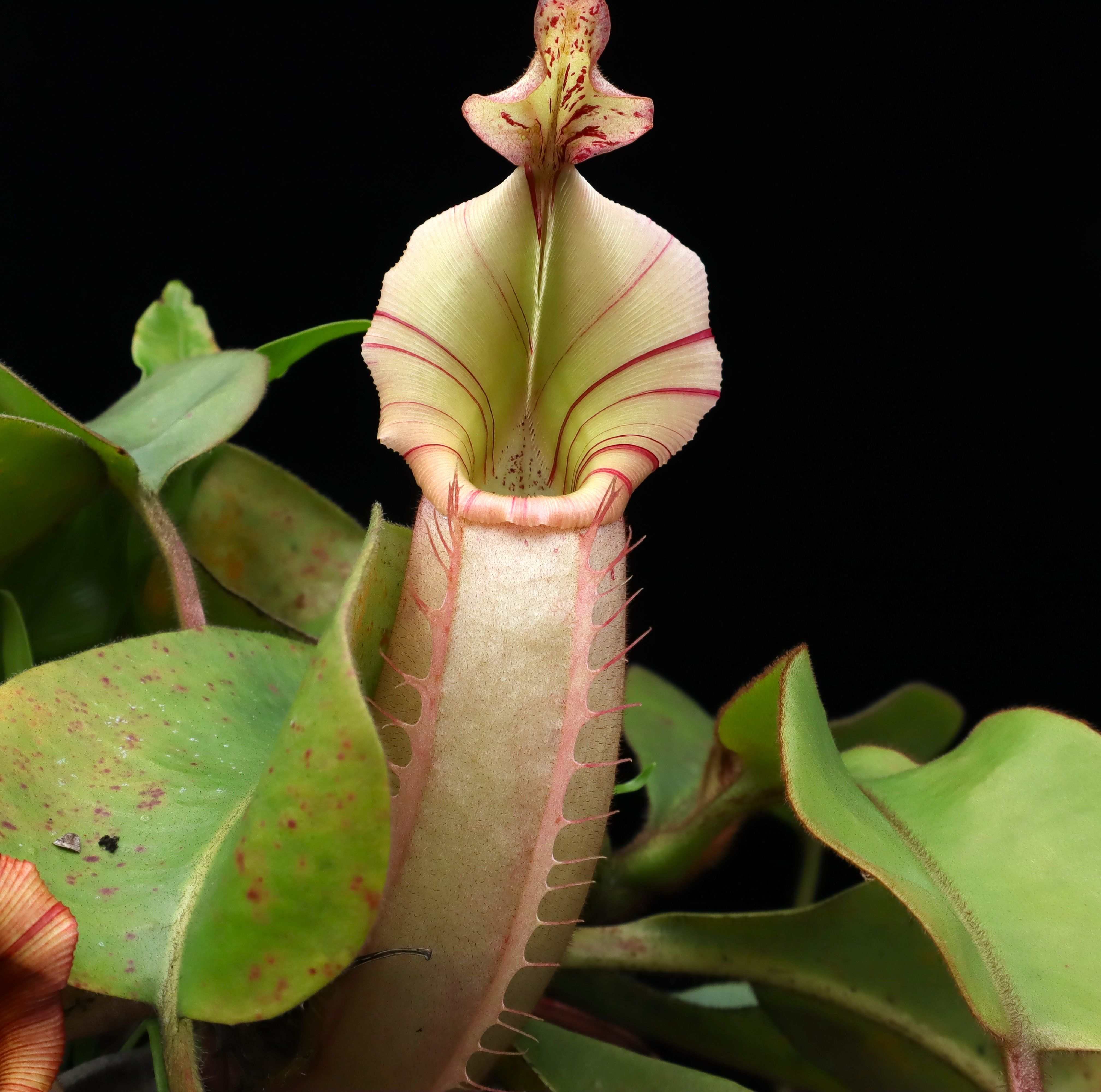 維奇豬籠草  𝑁𝑒𝑝𝑒𝑛𝑡ℎ𝑒𝑠 𝑣𝑒𝑖𝑡𝑐ℎ𝑖𝑖 Hose Mt. x Bario